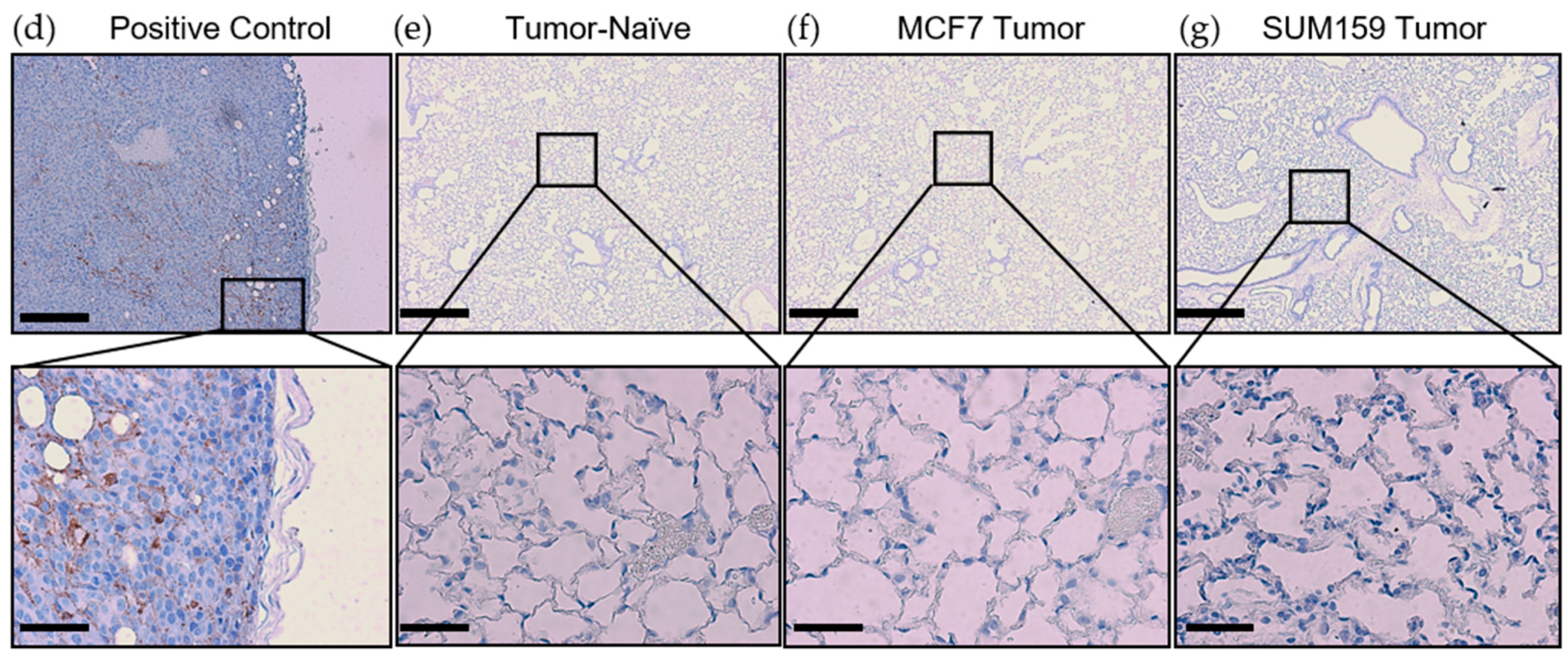 Cancers 12 00172 g002b Cancers 12 00172 g002b