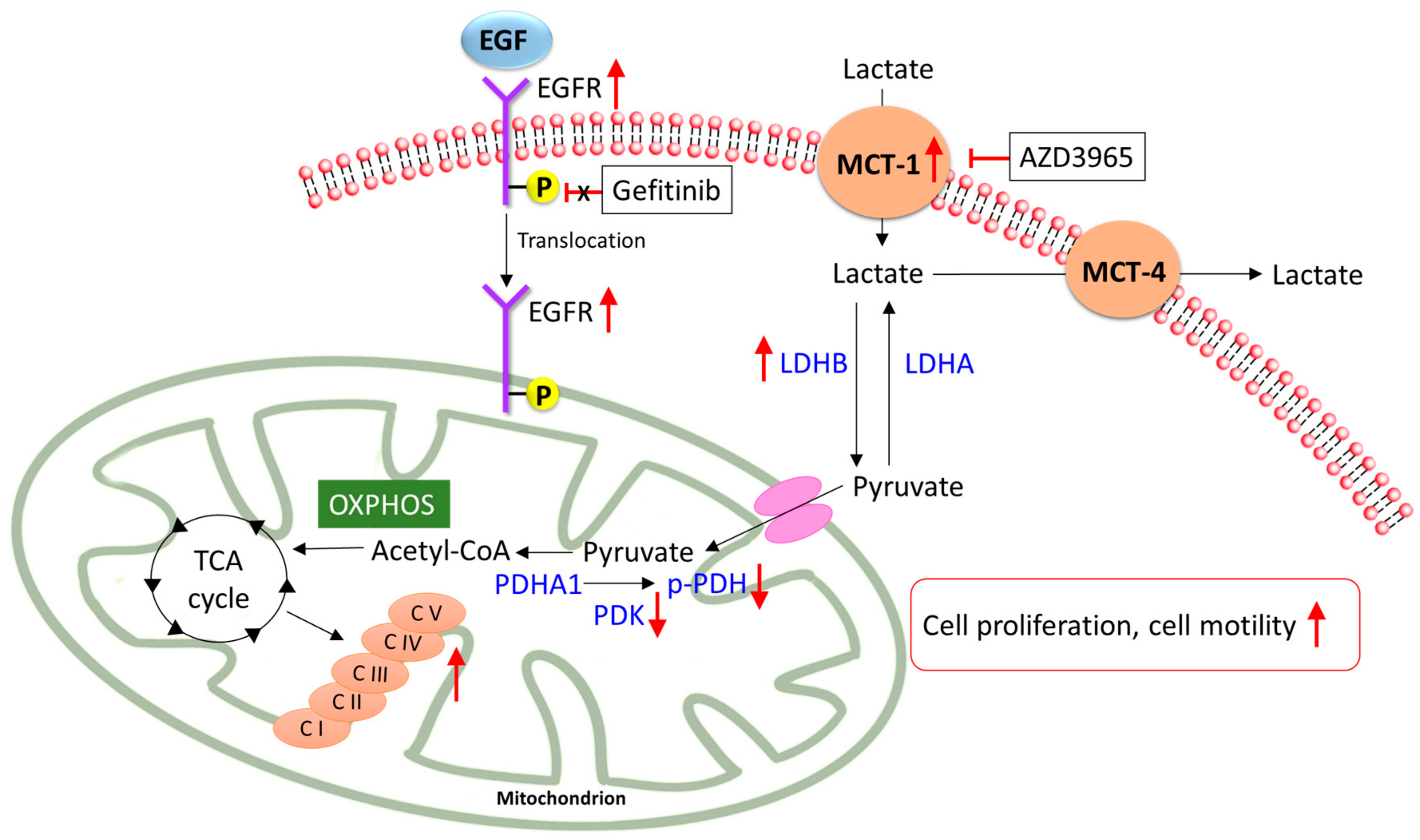 Cancers 12 00181 g008