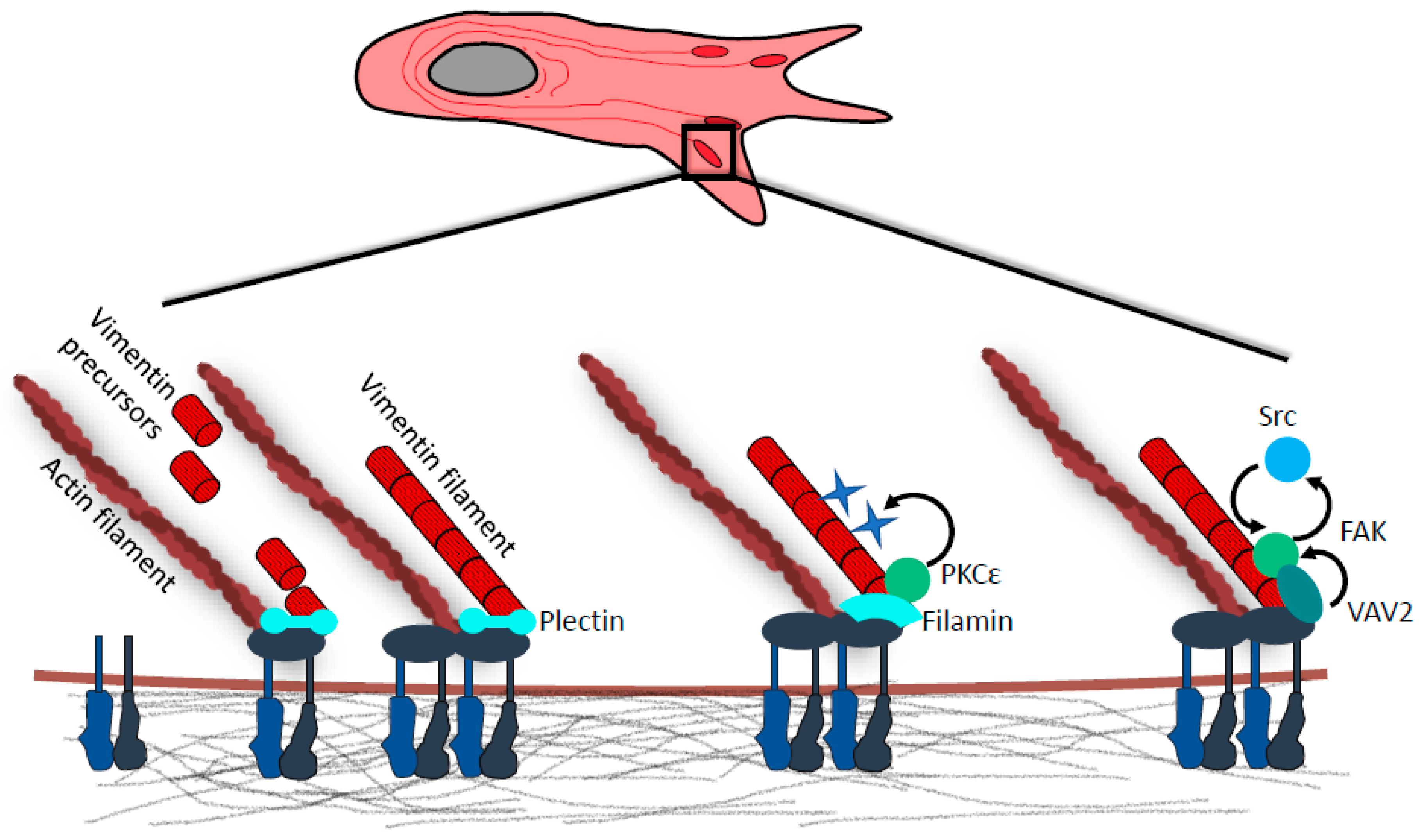 Cancers 12 00184 g002