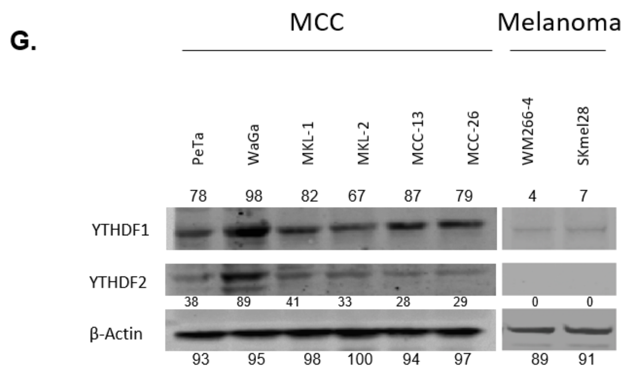 Cancers 12 00202 g001b