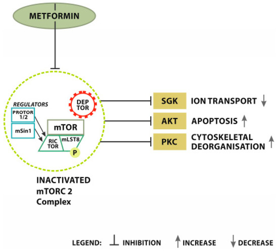 Metformin as Potential Therapy for High-Grade Glioma