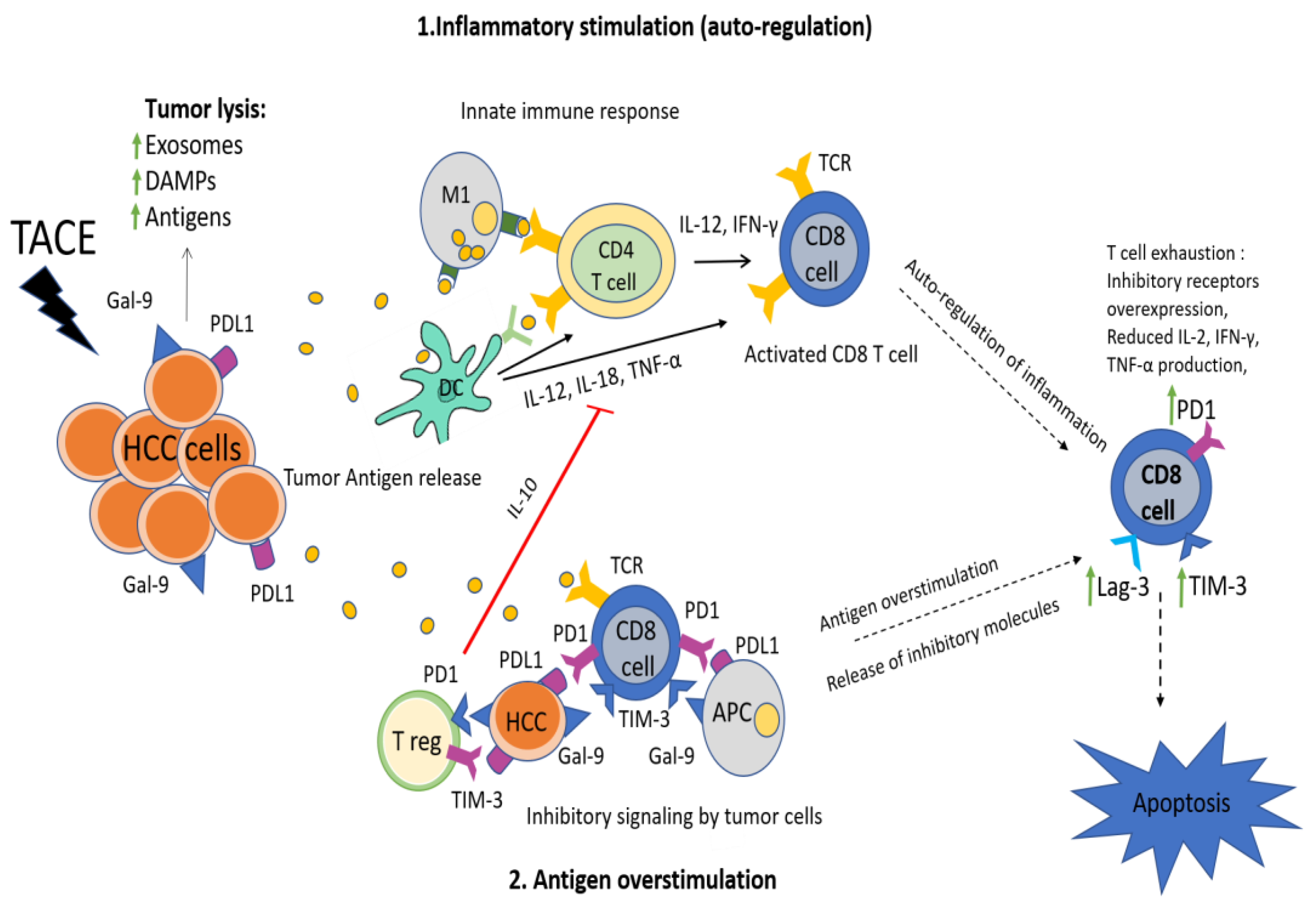 Cancers 12 00212 g005 Cancers 12 00212 g005