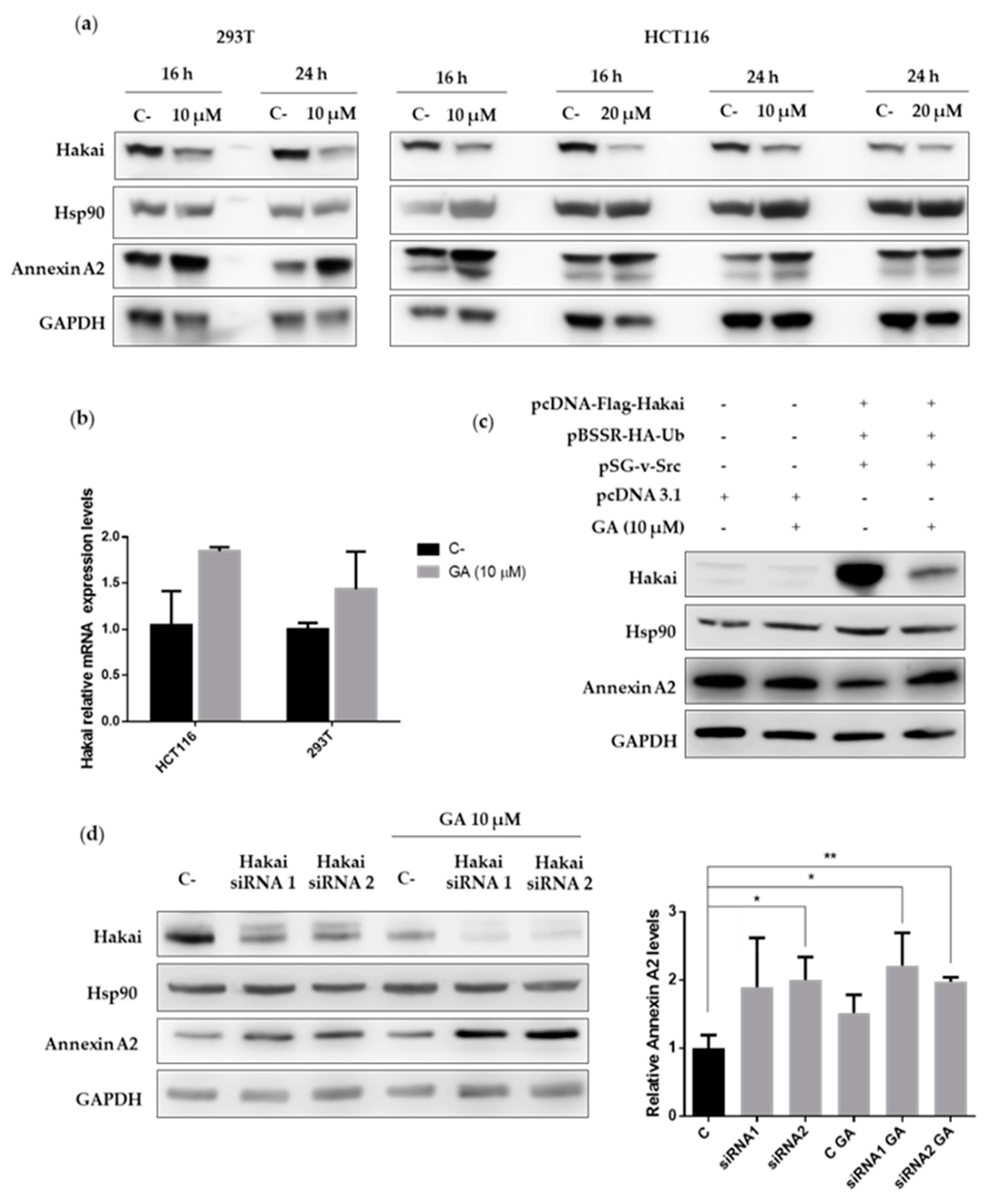 Cancers 12 00215 g005 Cancers 12 00215 g005