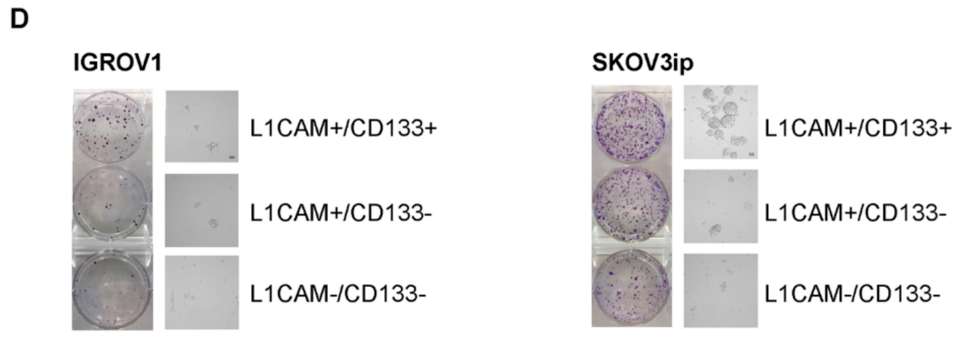 Cancers 12 00217 g001b Cancers 12 00217 g001b
