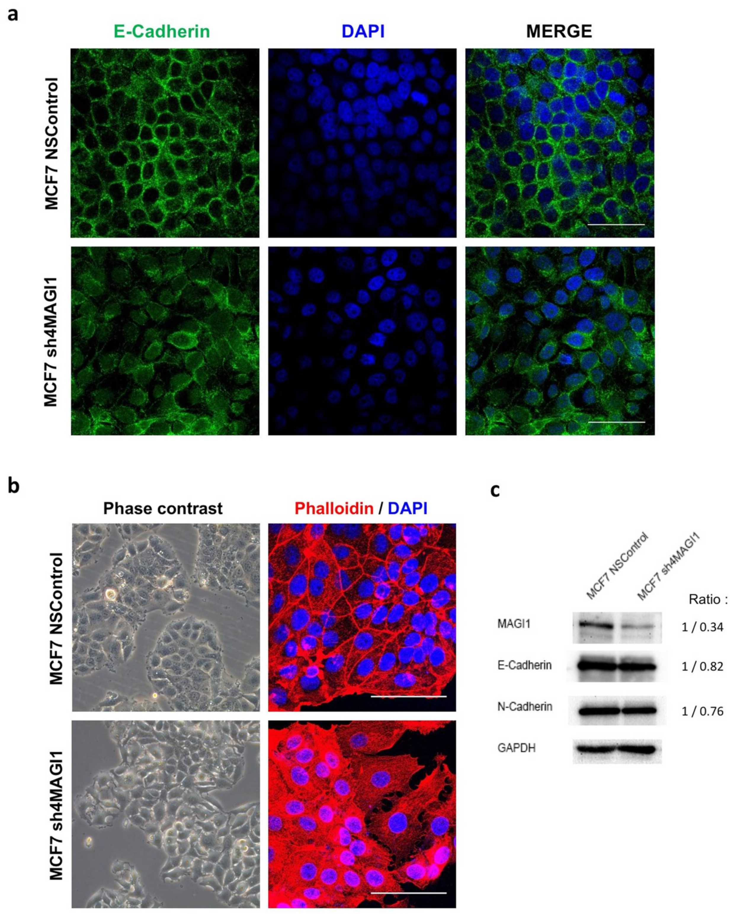 Cancers 12 00223 g004