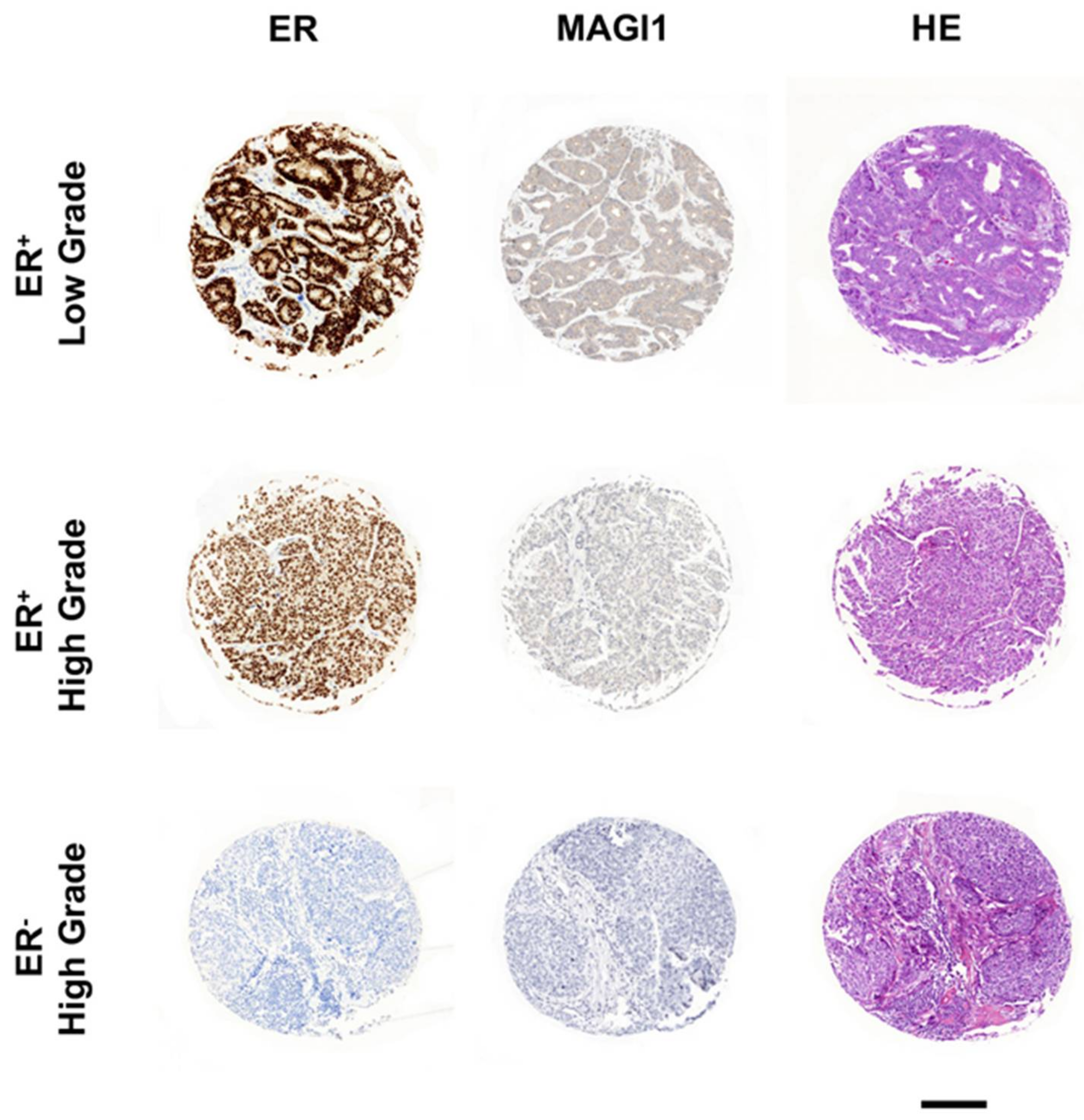 Cancers 12 00223 g005