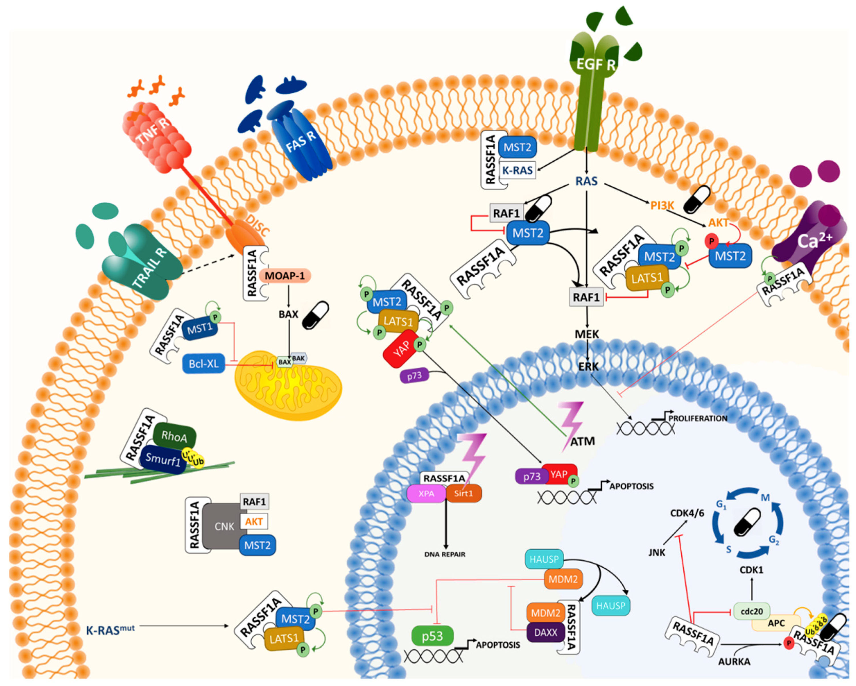 Cancers 12 00229 g003 Cancers 12 00229 g003