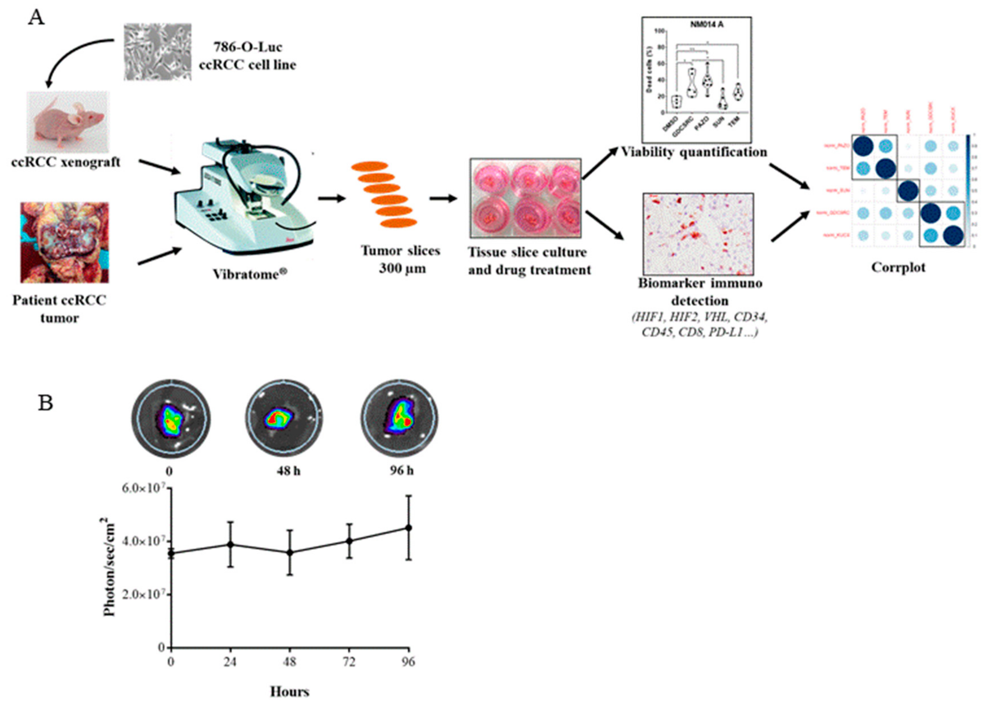 Cancers 12 00232 g002