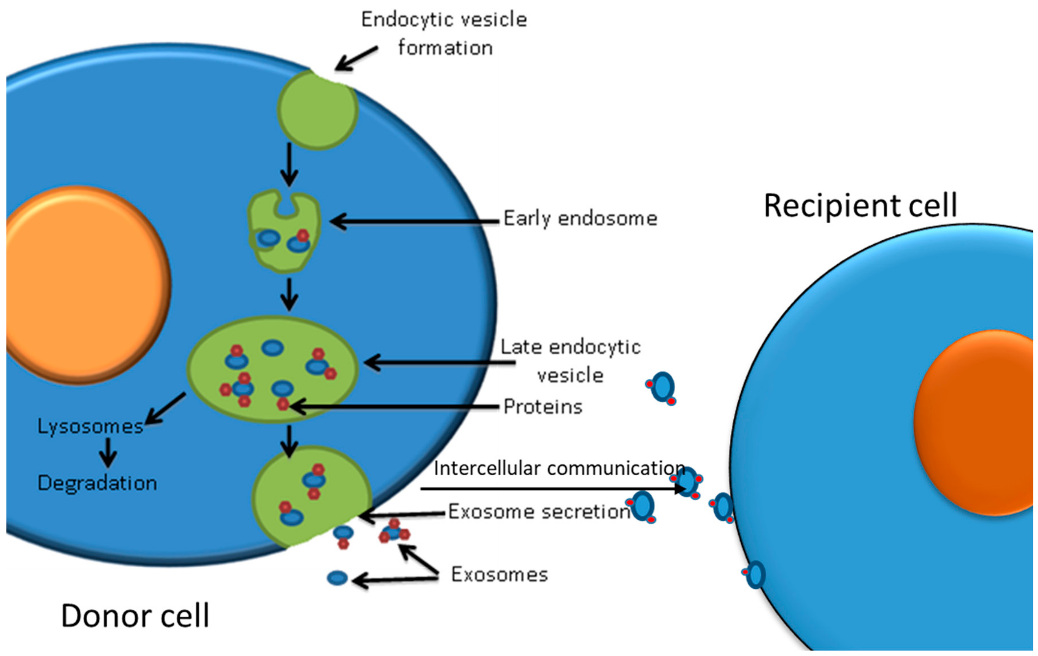 Cancers 12 00236 g003 Cancers 12 00236 g003