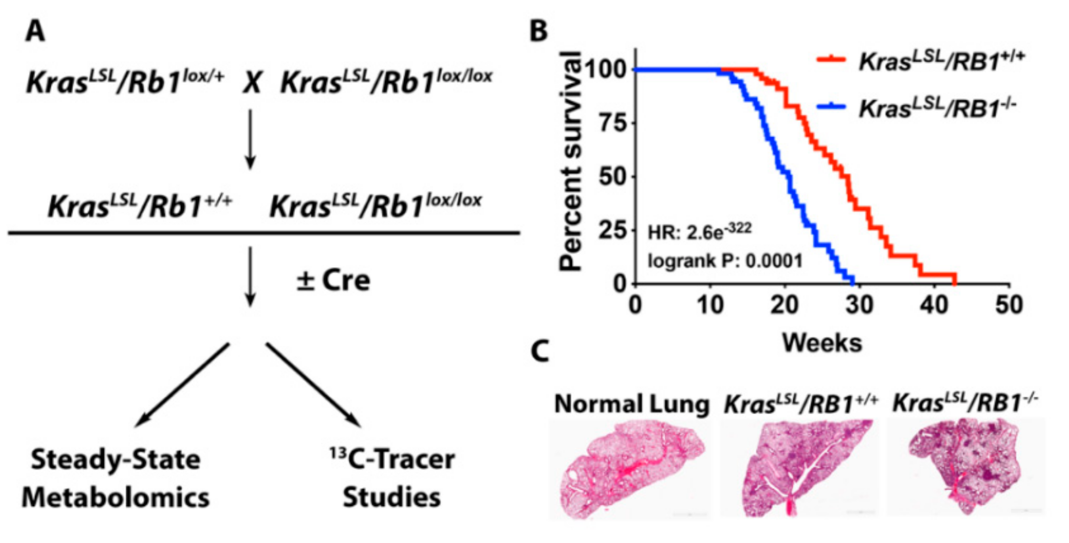 Cancers 12 00237 g001 Cancers 12 00237 g001