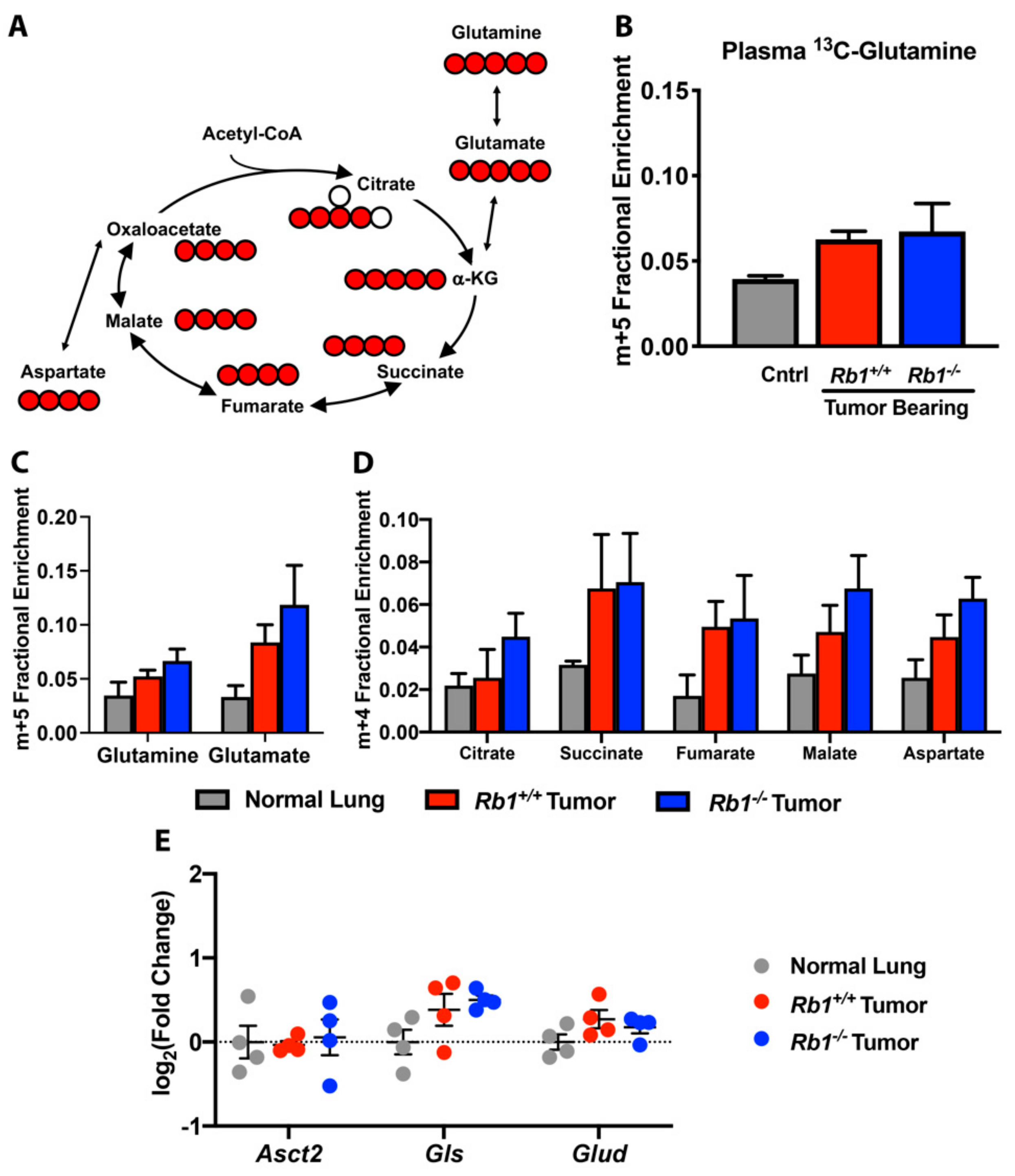 Cancers 12 00237 g006 Cancers 12 00237 g006