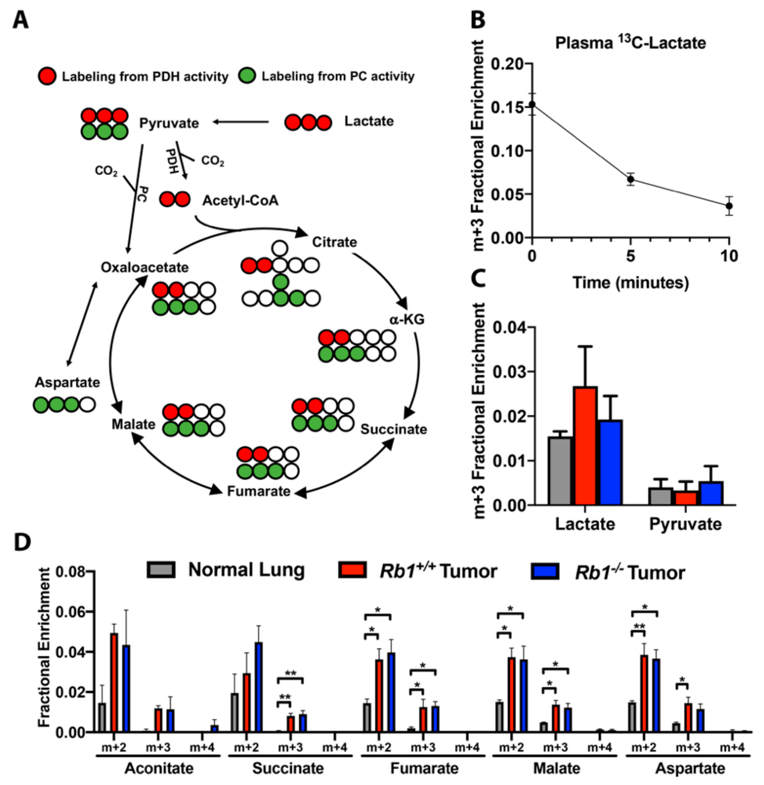 Cancers 12 00237 g007 Cancers 12 00237 g007