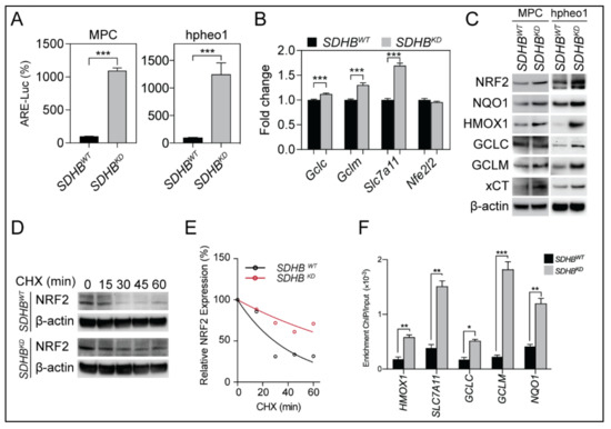 Downregulation of cyclin D1 sensitizes cancer cells to MDM2