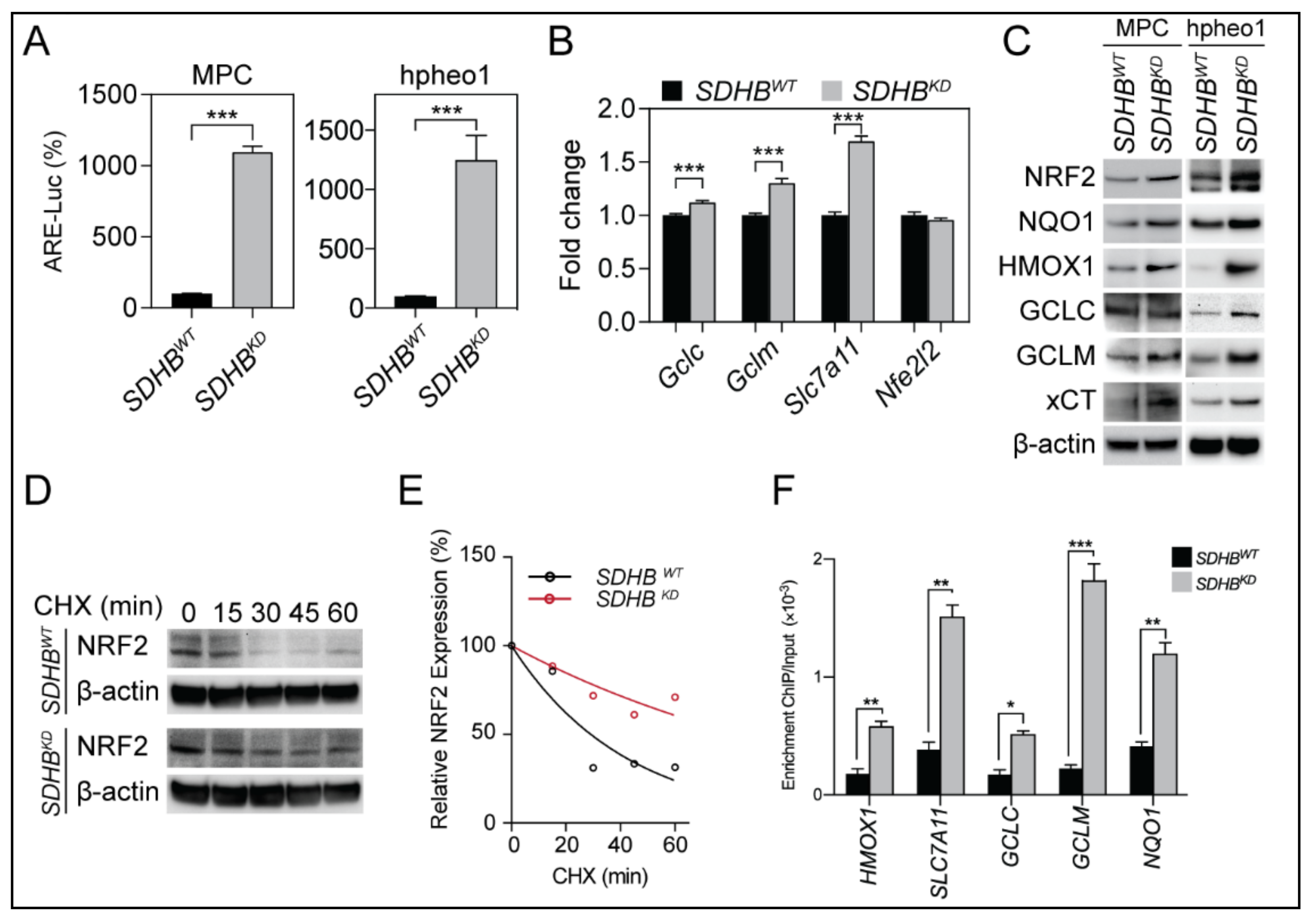 Cancers 12 00280 g002