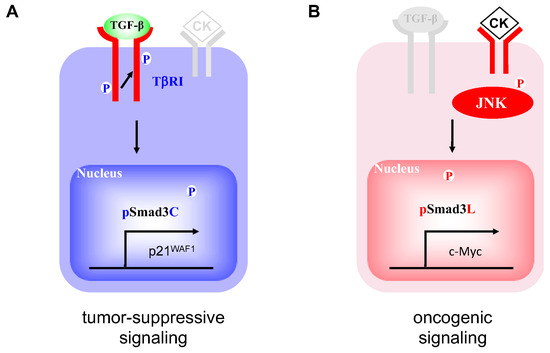 Smad Phospho-Isoforms for Hepatocellular Carcinoma Risk