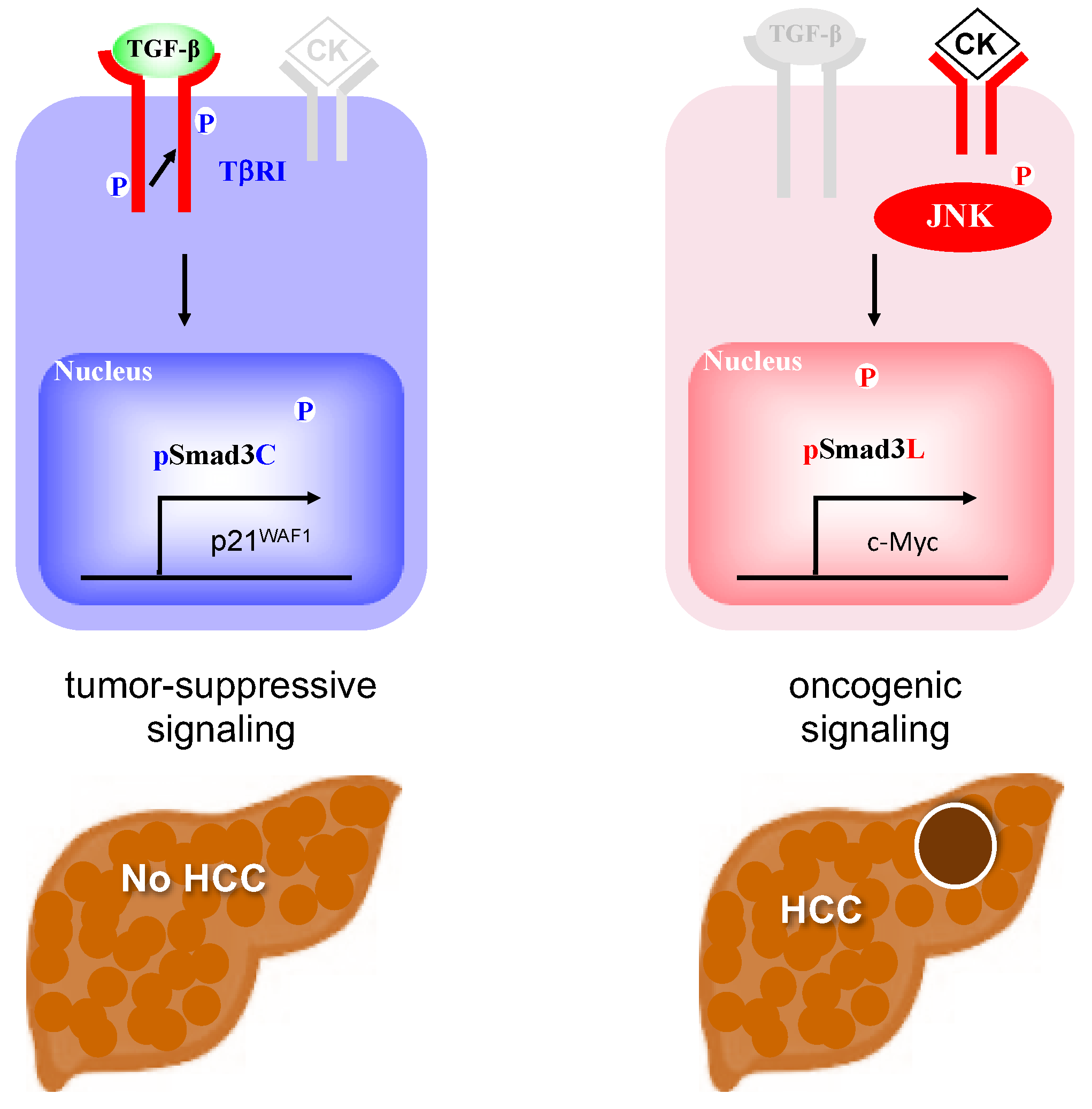 Cancers 12 00286 g007