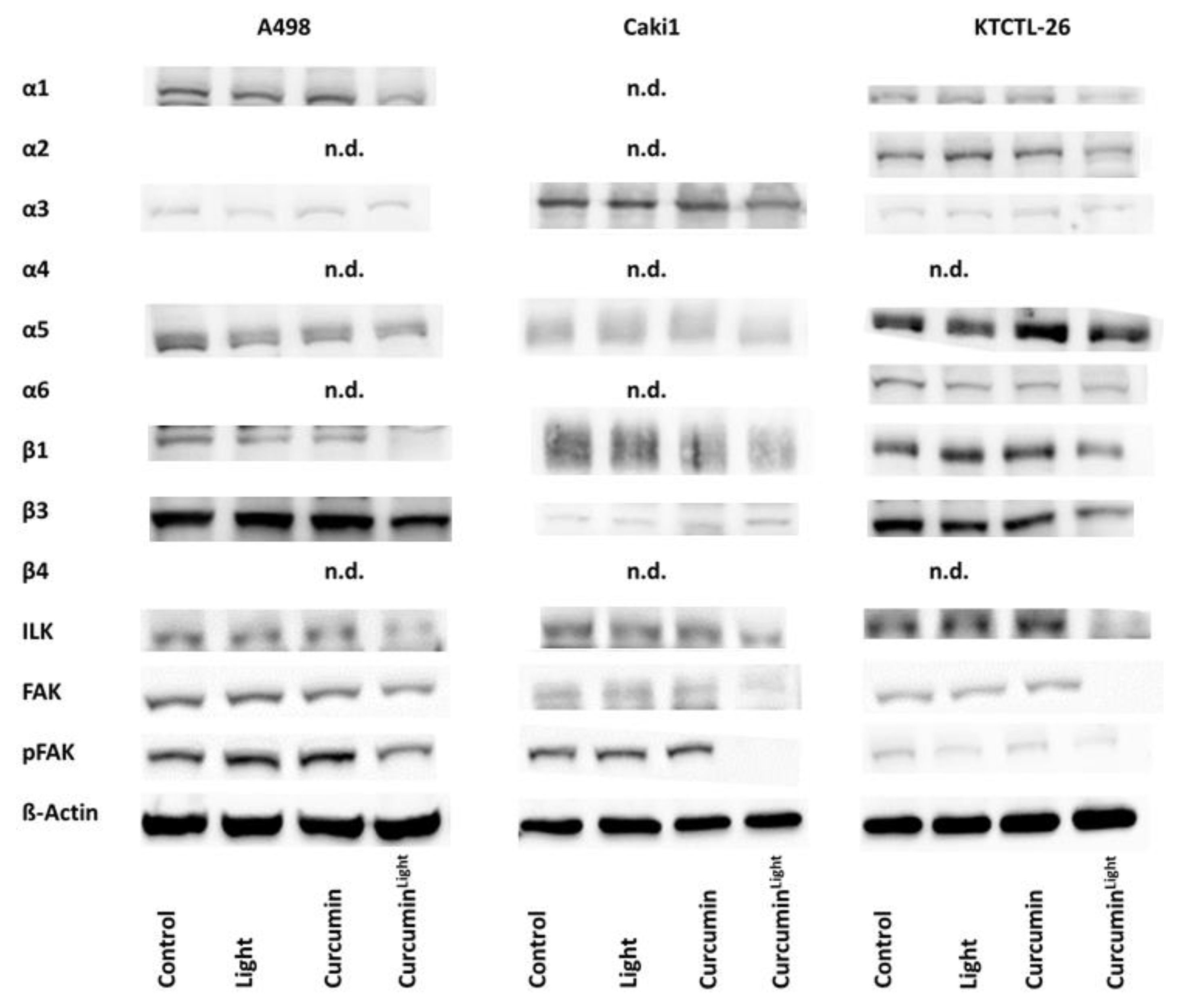 Cancers 12 00302 g007