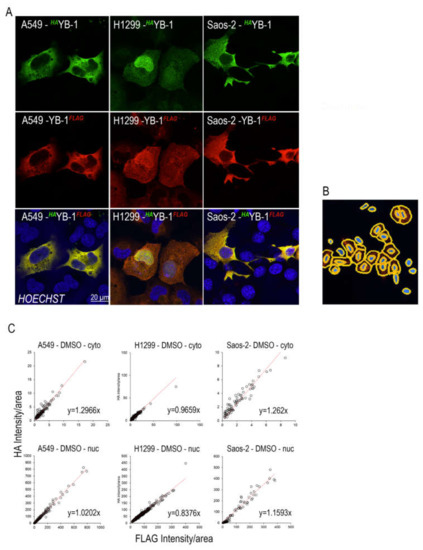 Dephosphorylation of YB-1 is Required for Nuclear