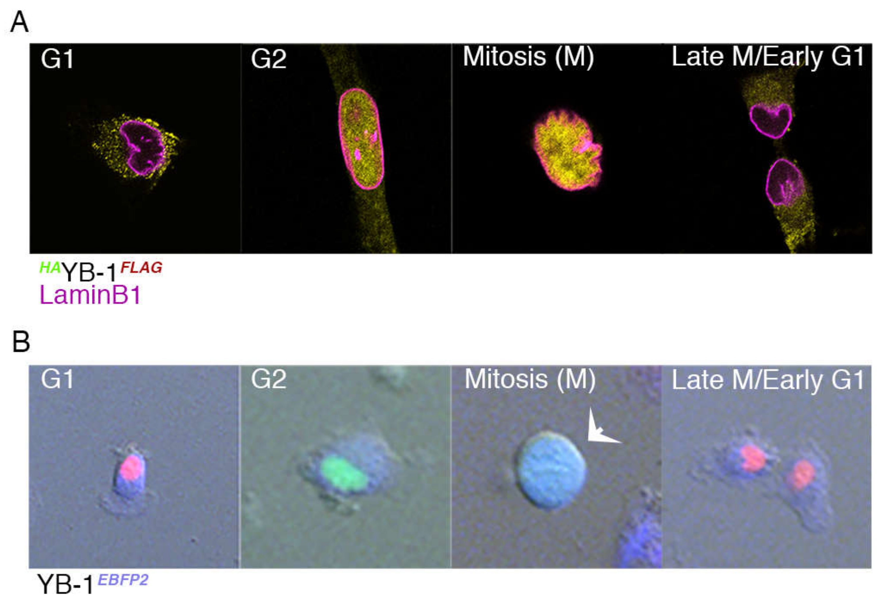 Cancers 12 00315 g003 Cancers 12 00315 g003