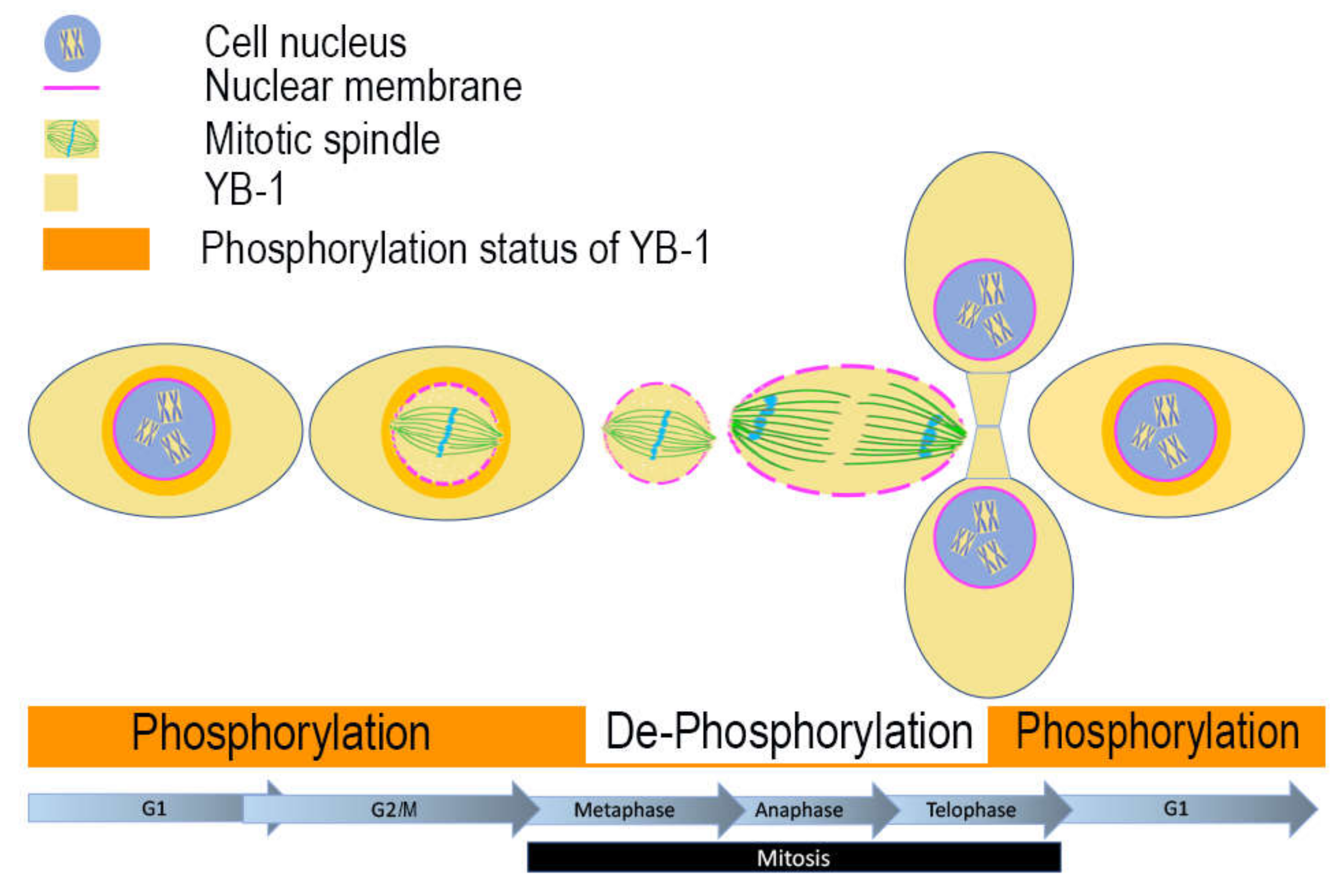 Cancers 12 00315 g007 Cancers 12 00315 g007