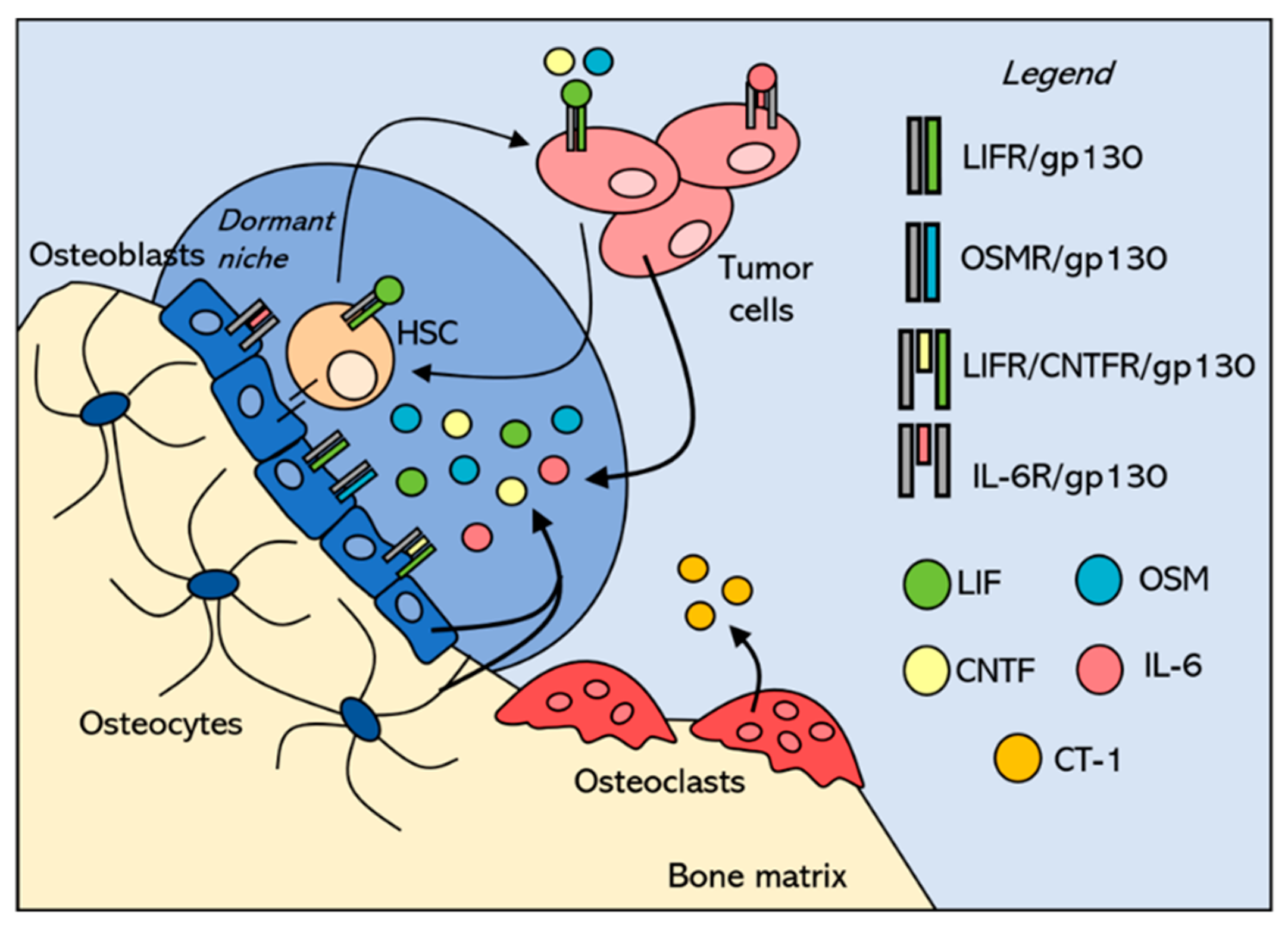 Cancers 12 00326 g002 Cancers 12 00326 g002