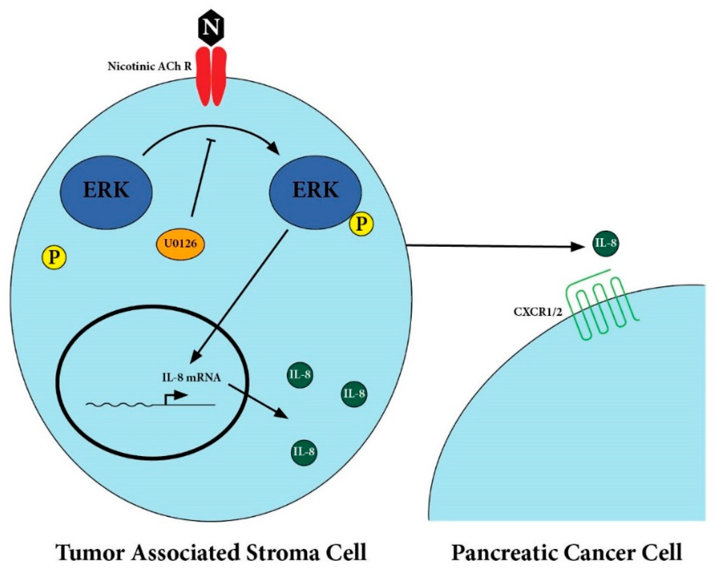 Cancers 12 00329 g005 Cancers 12 00329 g005
