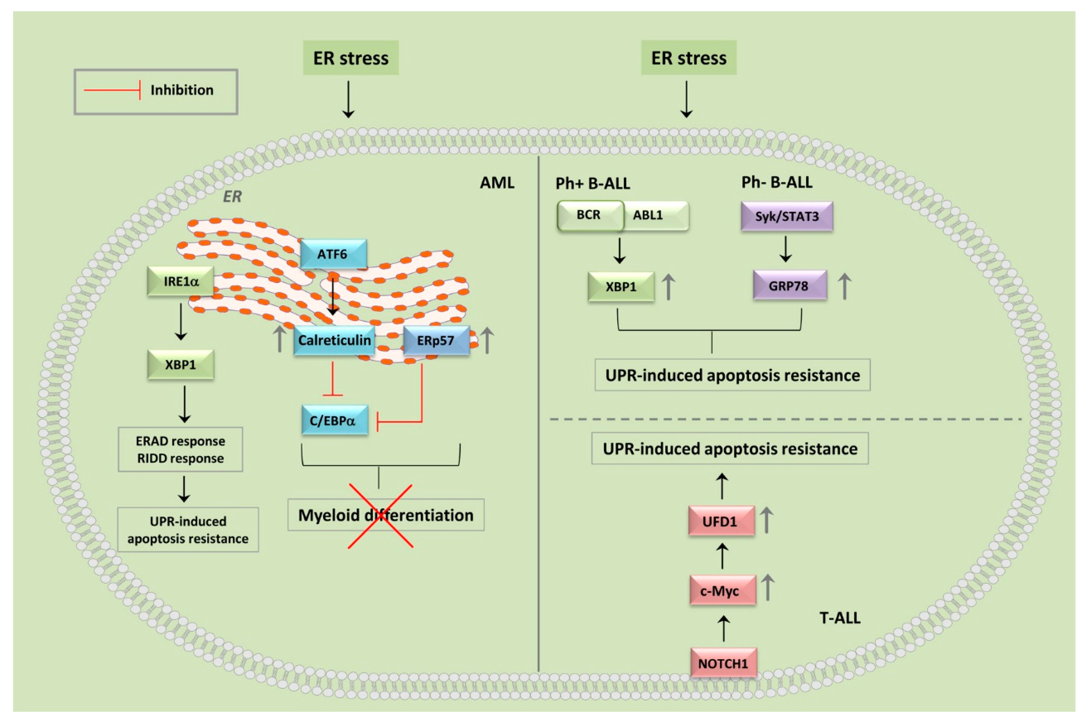 Cancers 12 00333 g002 Cancers 12 00333 g002