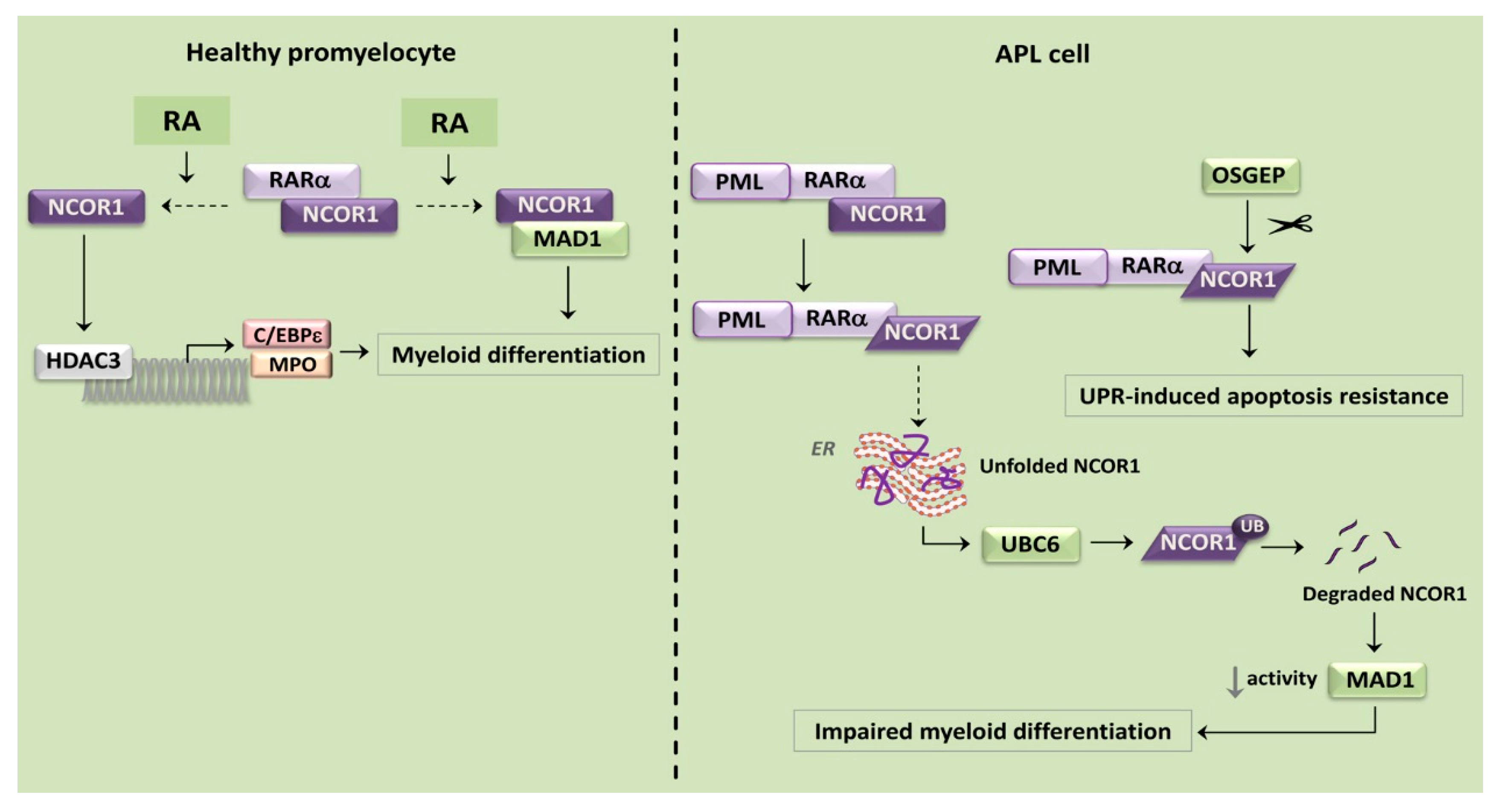 Cancers 12 00333 g003 Cancers 12 00333 g003