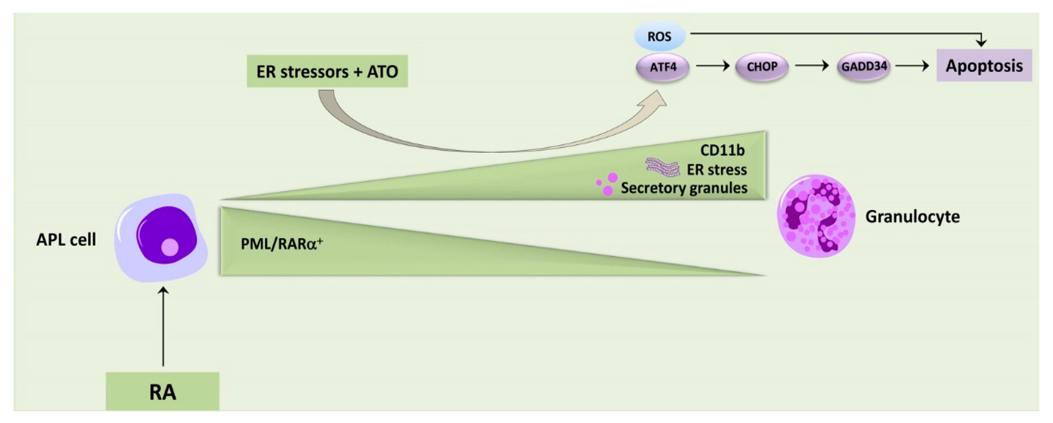 Cancers 12 00333 g004 Cancers 12 00333 g004
