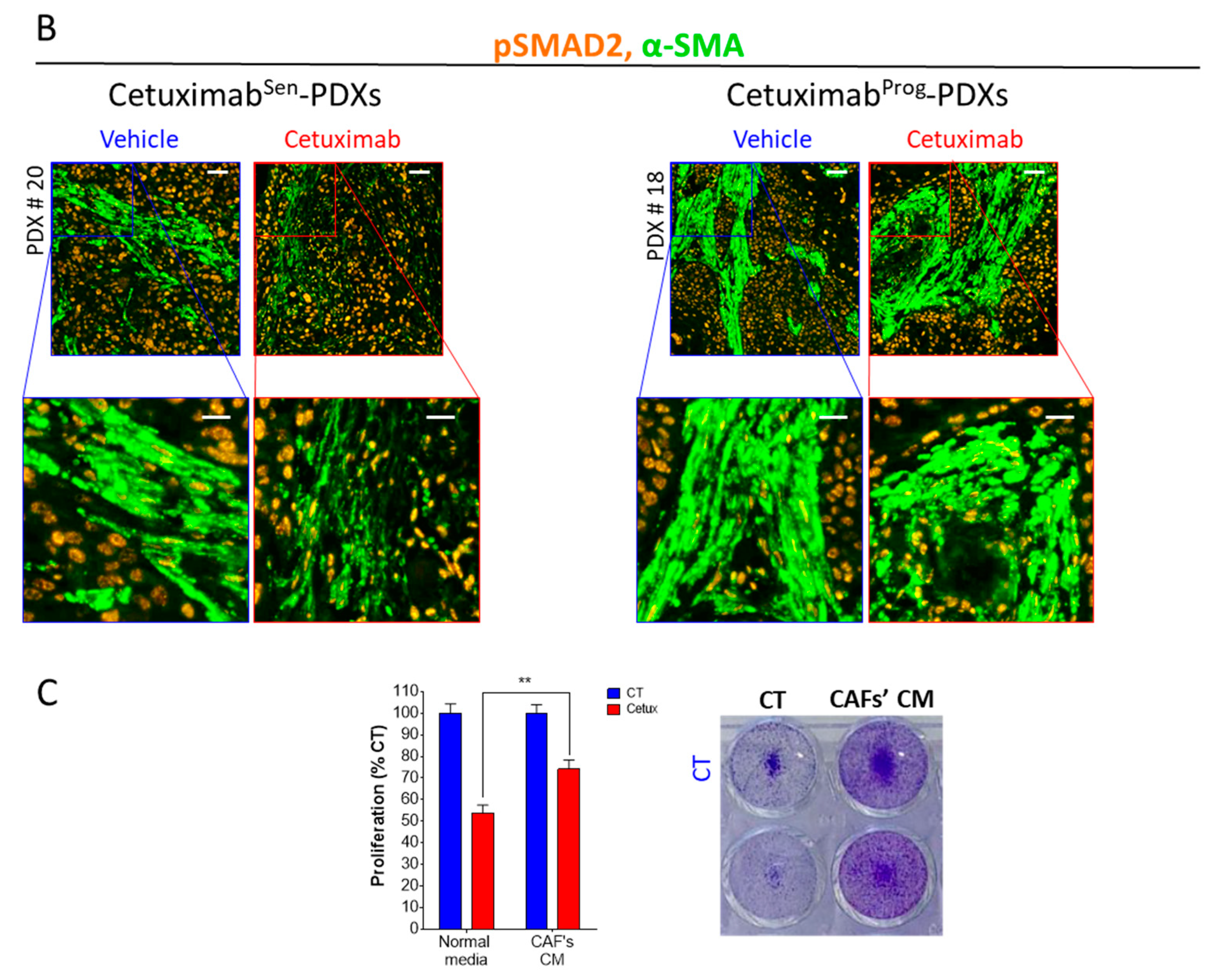 Cancers 12 00339 g003b Cancers 12 00339 g003b