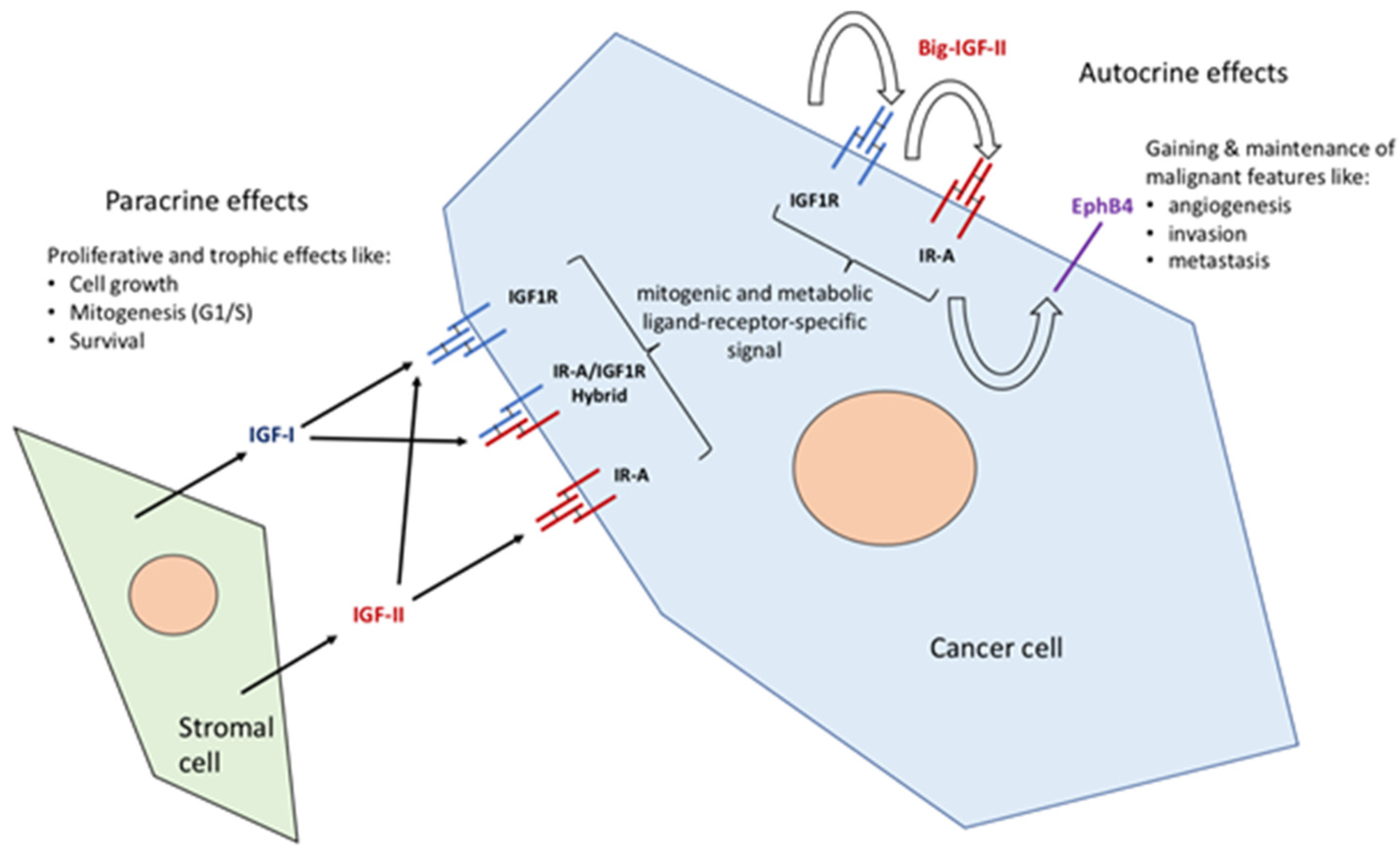 Cancers 12 00366 g001 Cancers 12 00366 g001