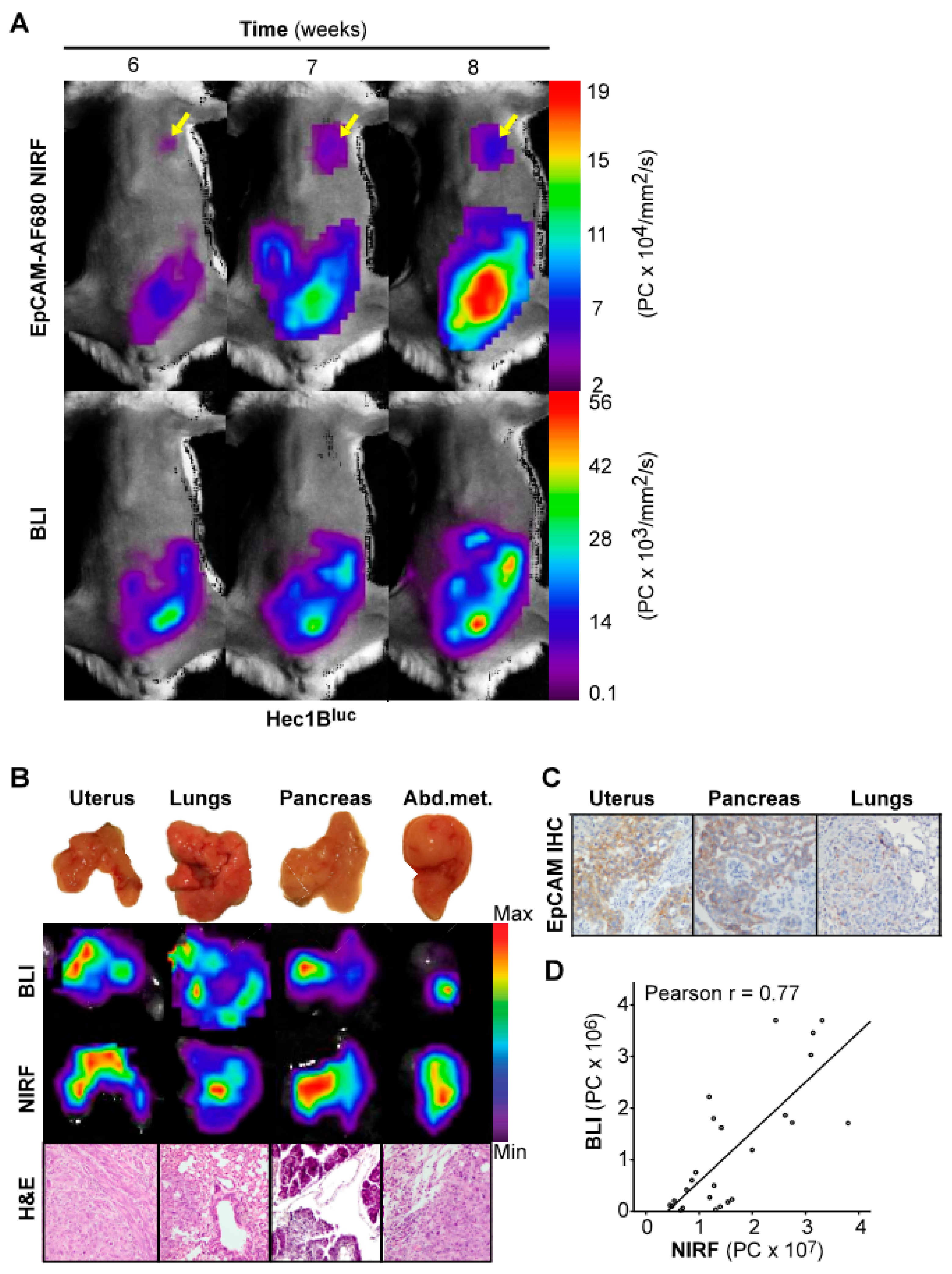 Cancers 12 00370 g004 Cancers 12 00370 g004