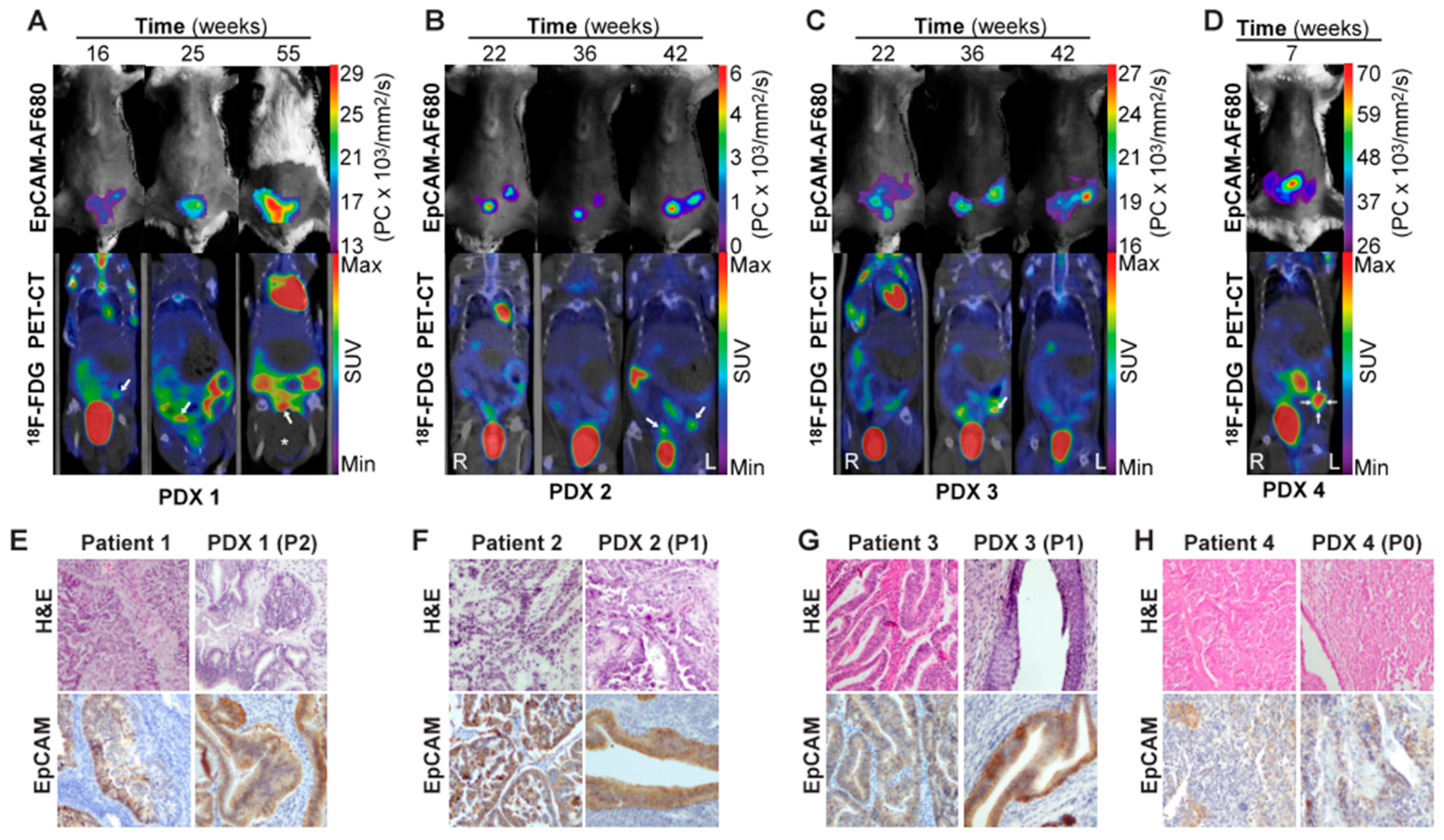 Cancers 12 00370 g005 Cancers 12 00370 g005