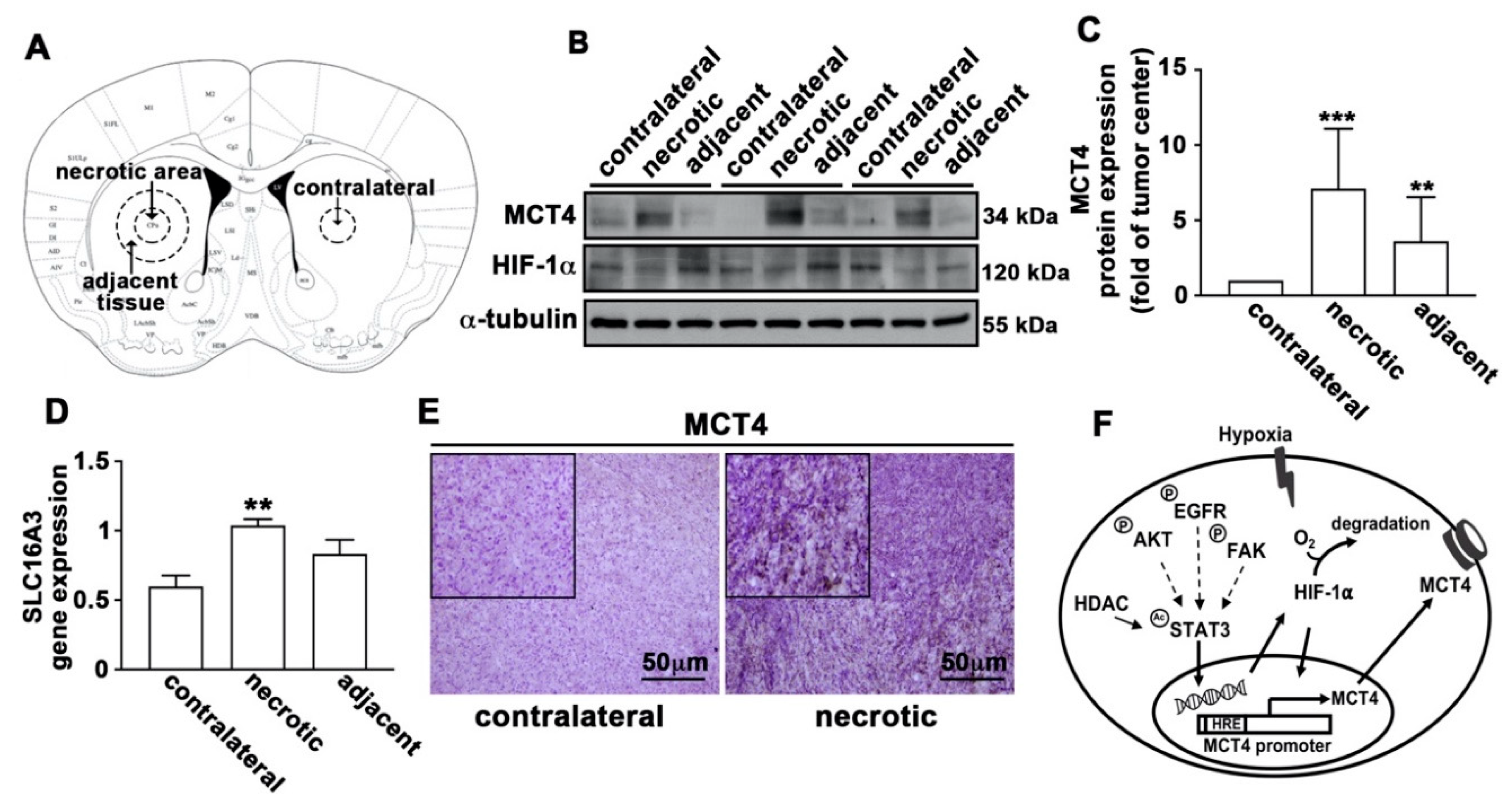 Cancers 12 00380 g009 Cancers 12 00380 g009