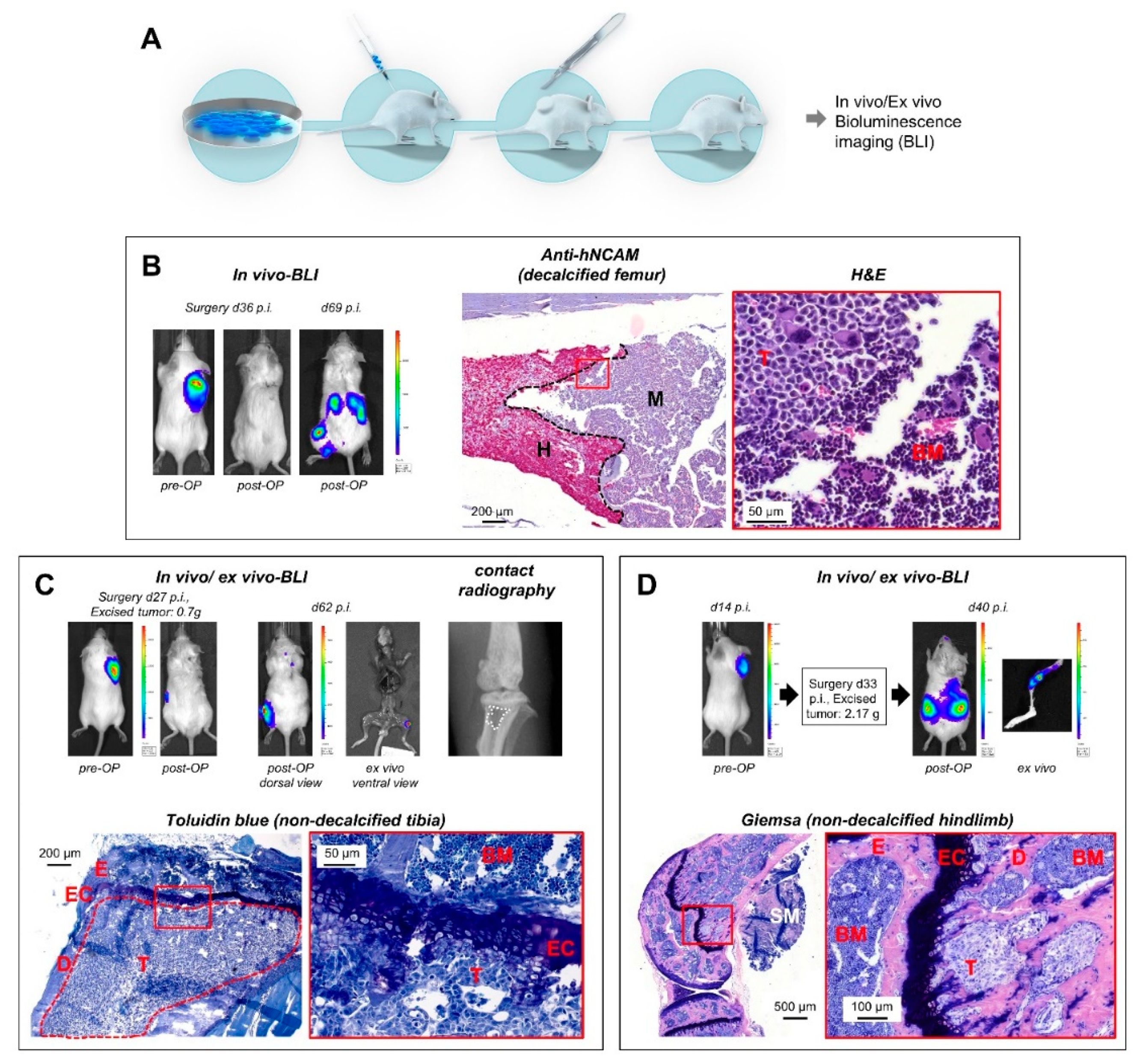 Cancers 12 00385 g002