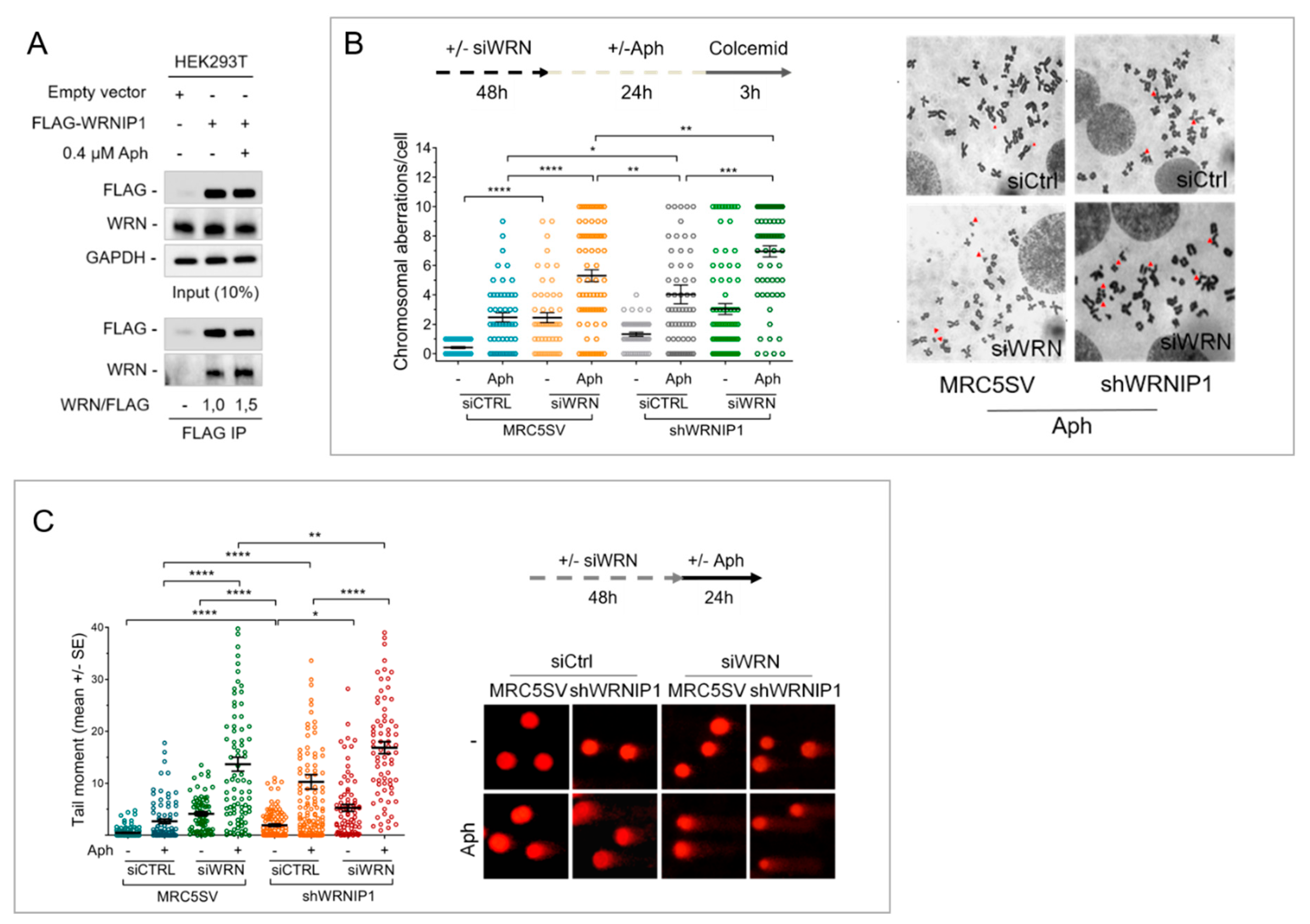Cancers 12 00389 g001