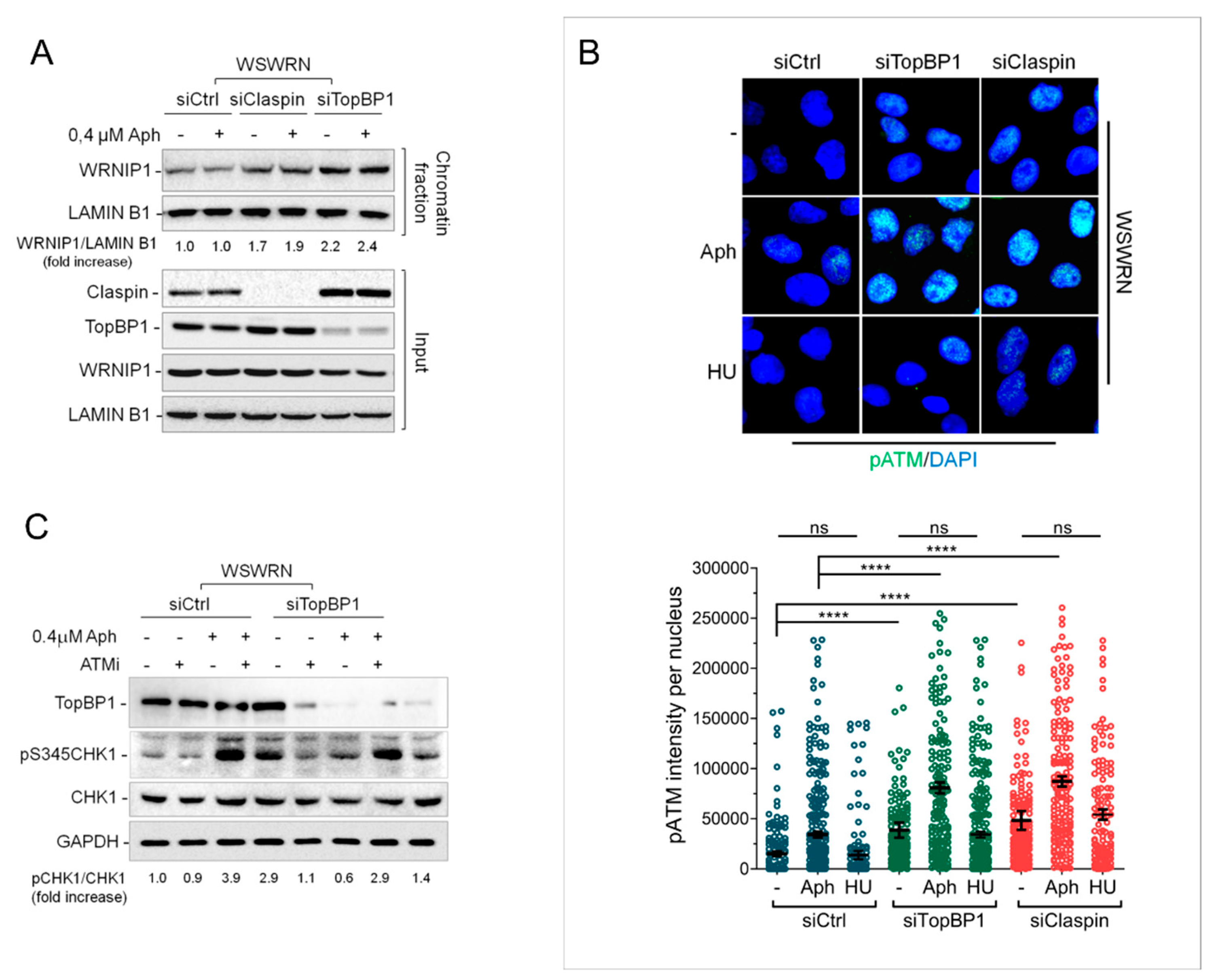 Cancers 12 00389 g003