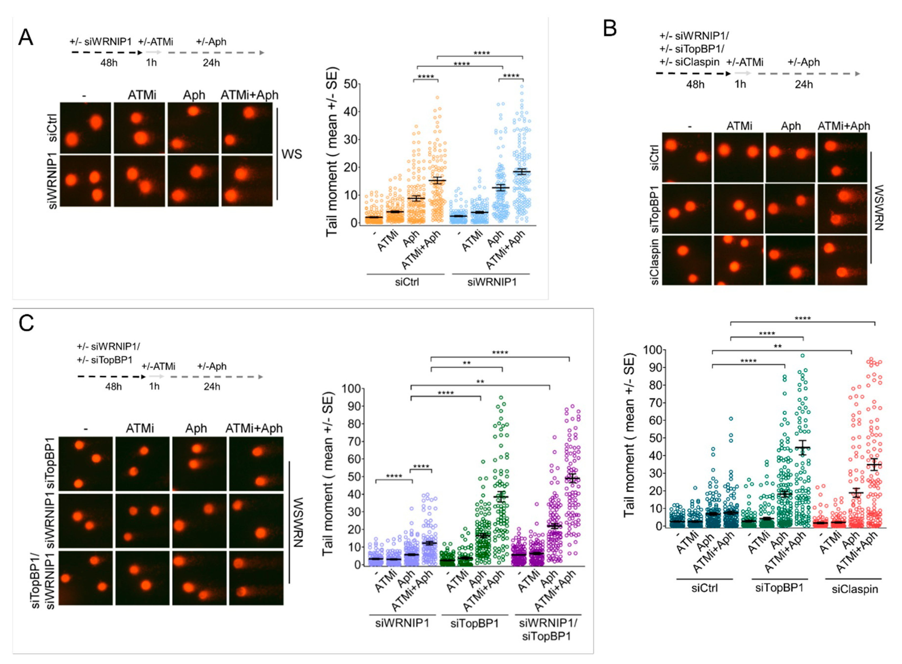 Cancers 12 00389 g004