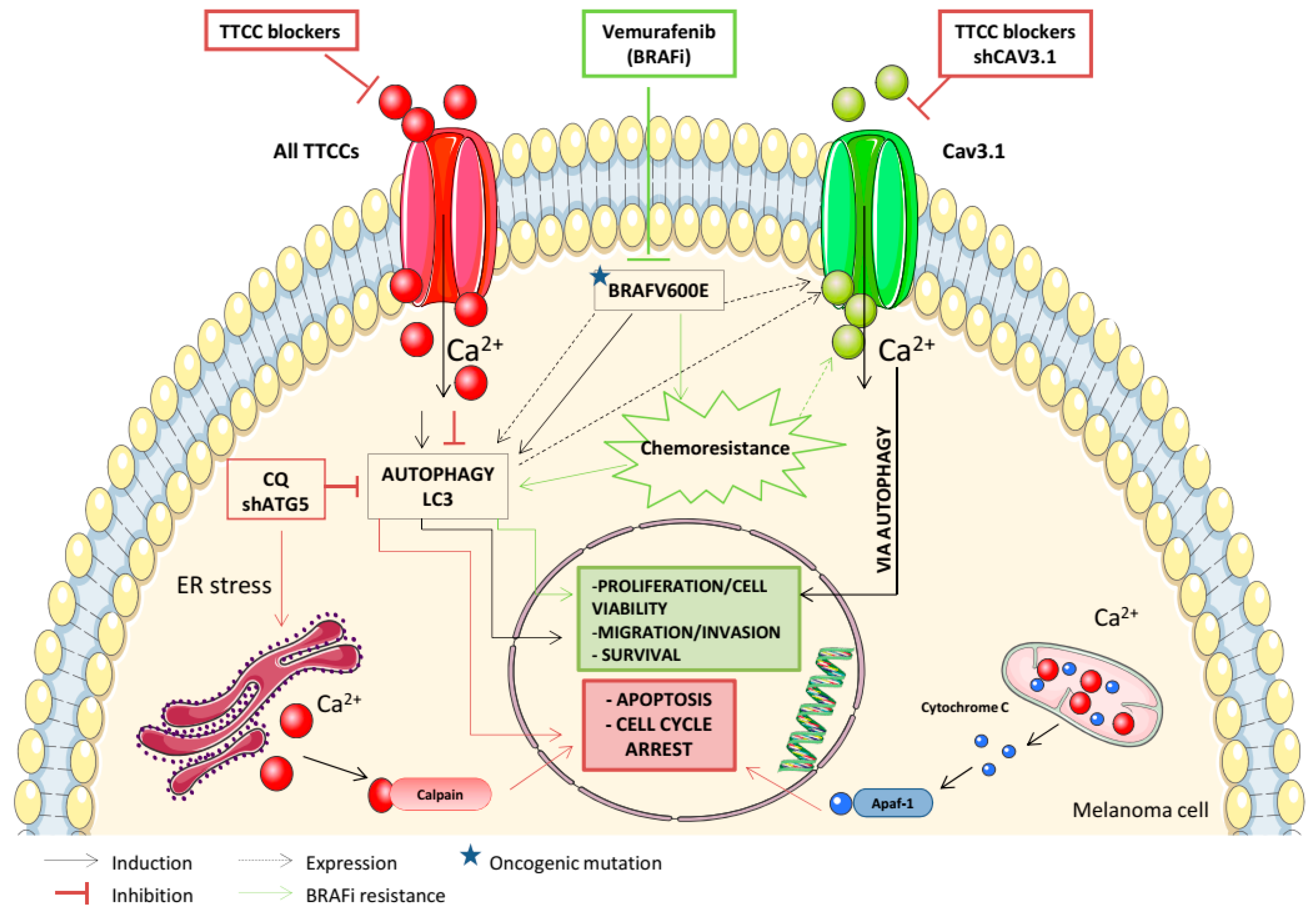 Cancers 12 00391 g002