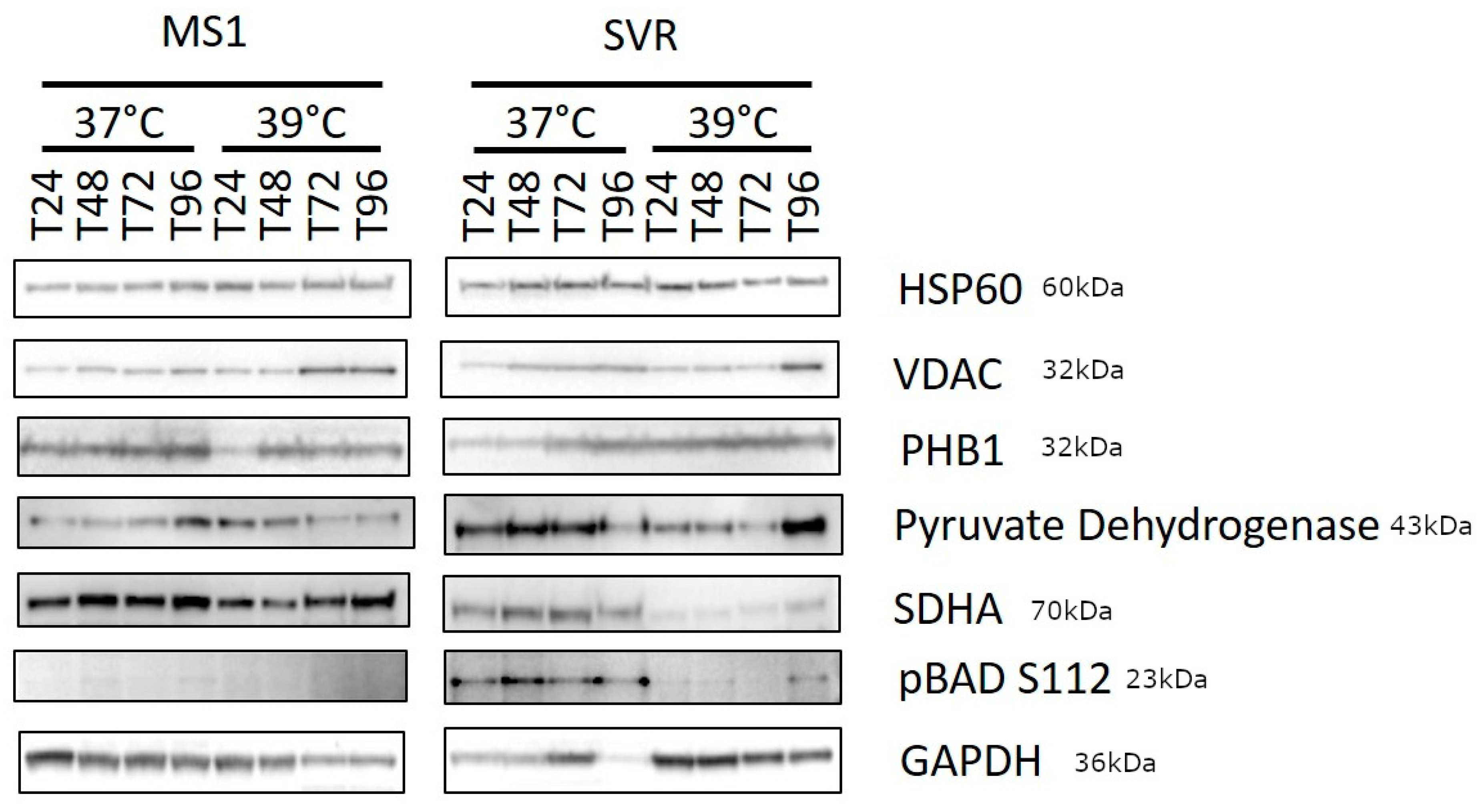 Cancers 12 00395 g005 Cancers 12 00395 g005