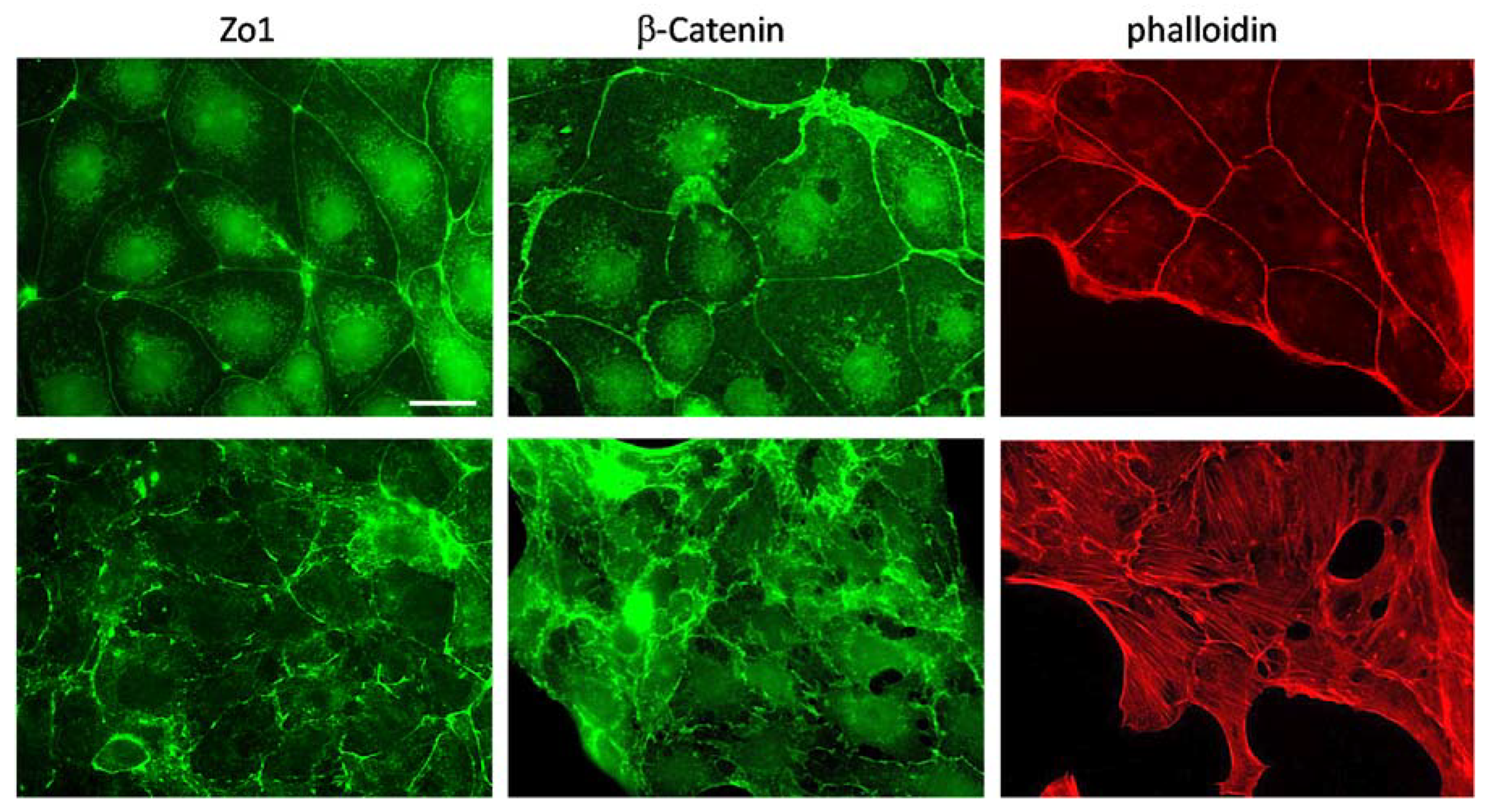 Cancers 12 00420 g002 Cancers 12 00420 g002