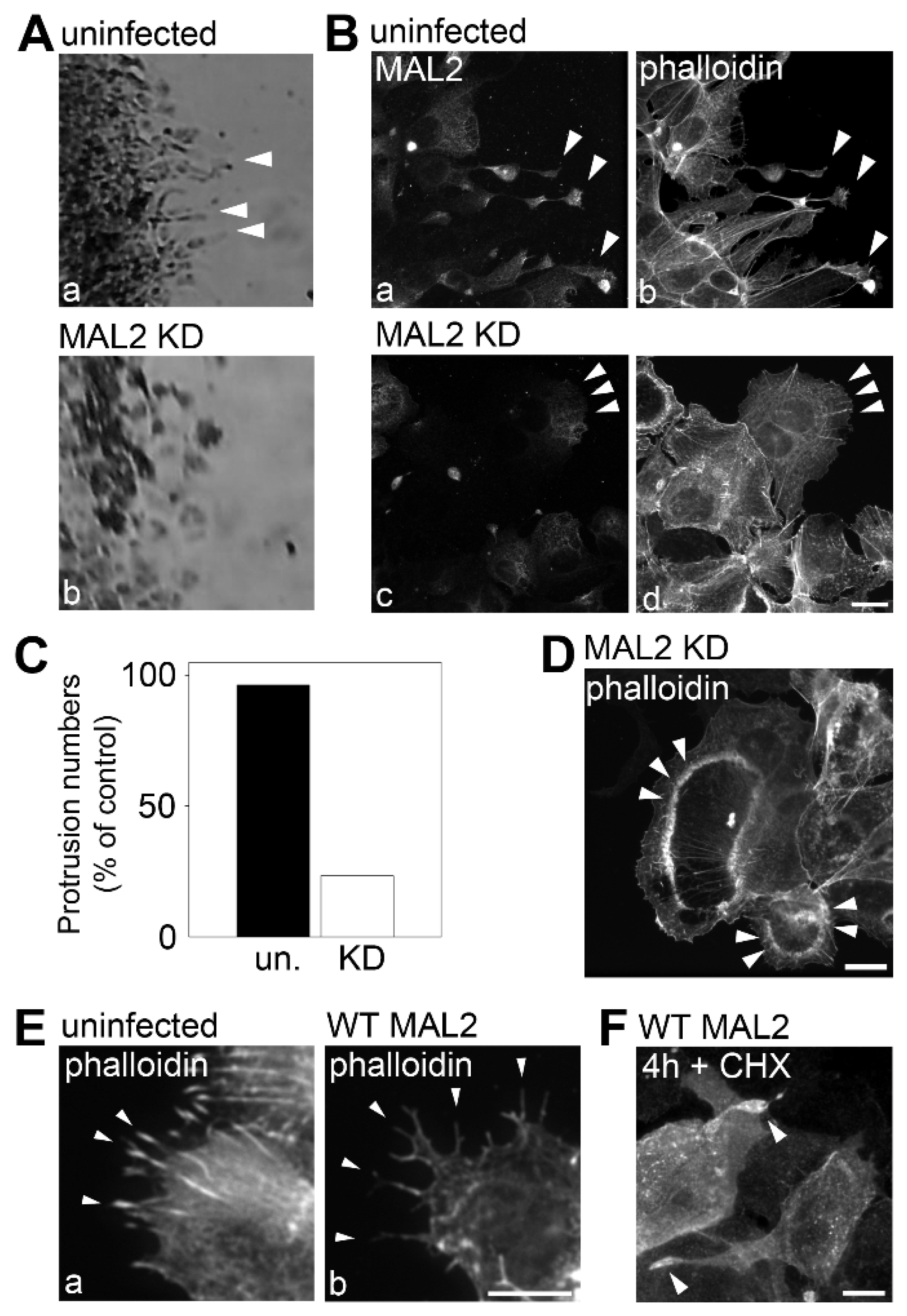 Cancers 12 00422 g004