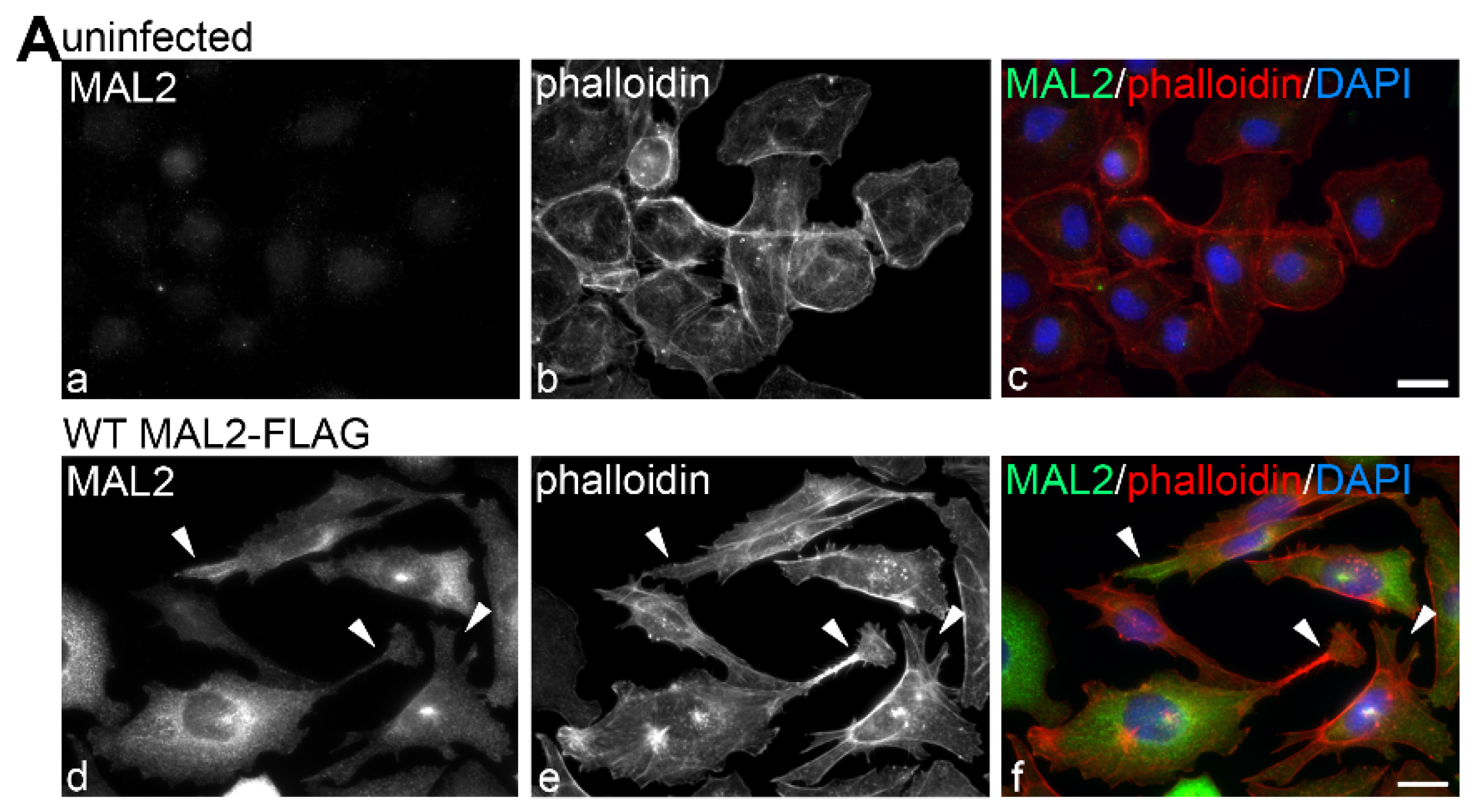 Cancers 12 00422 g005a