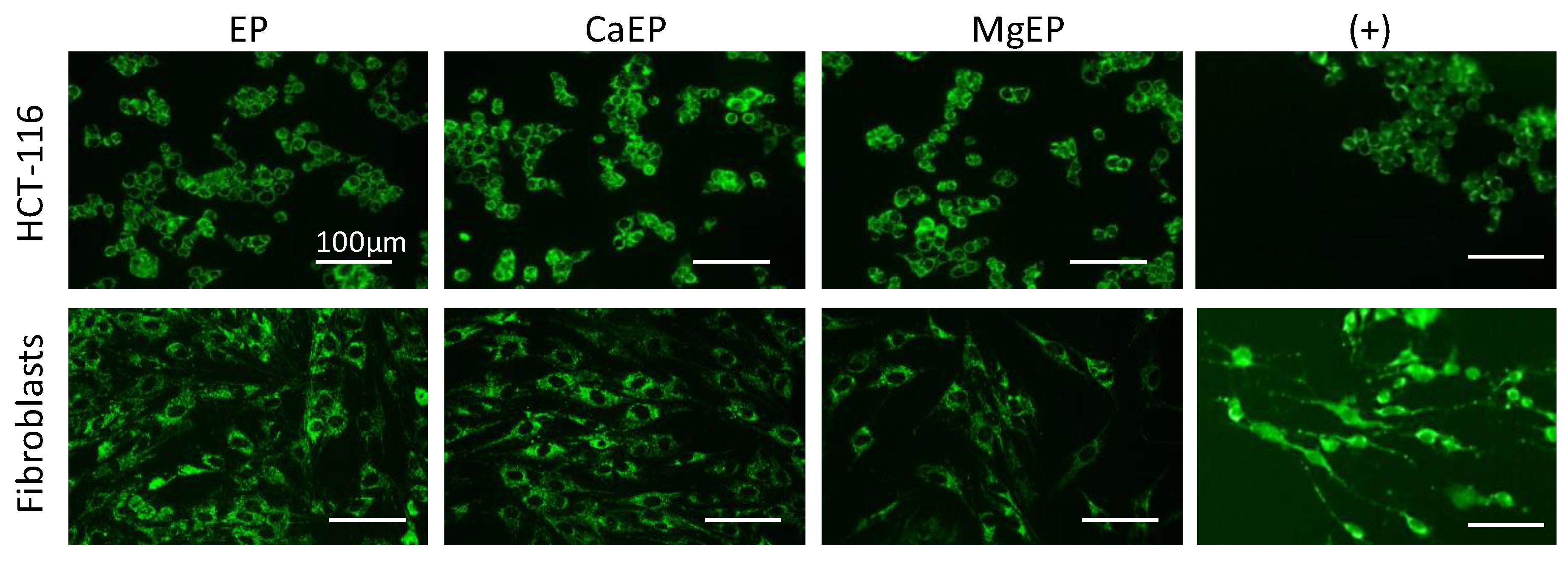 Cancers 12 00425 g008 Cancers 12 00425 g008
