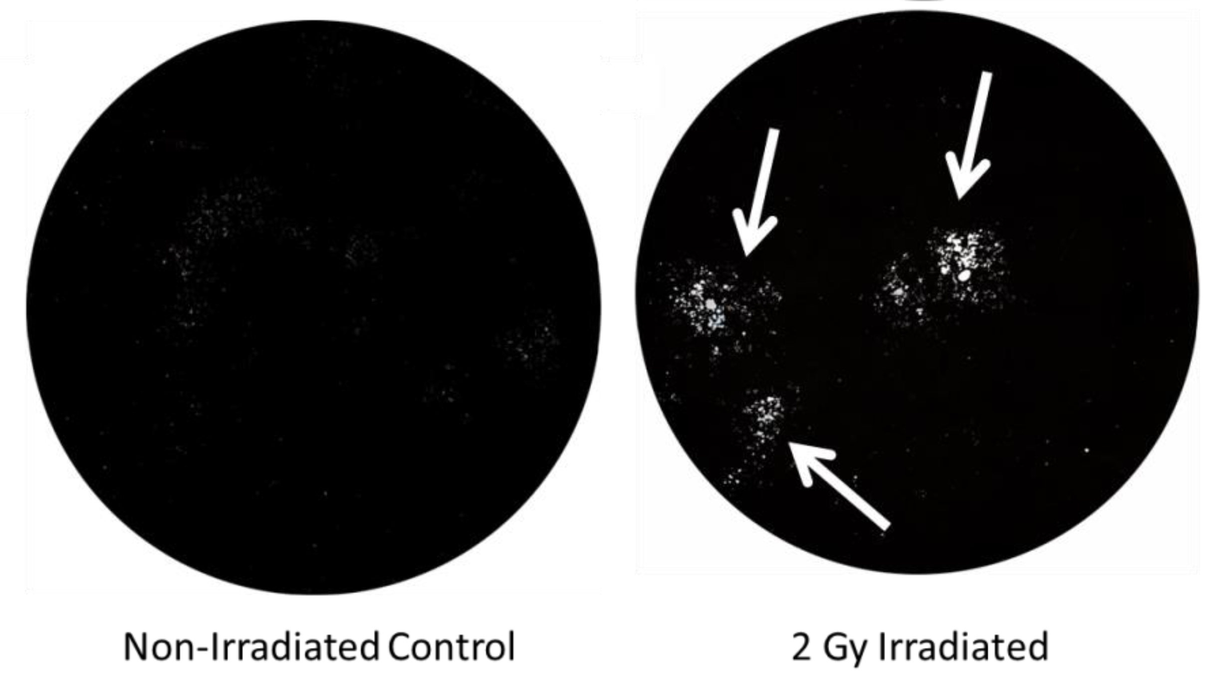 Cancers 12 00427 g001