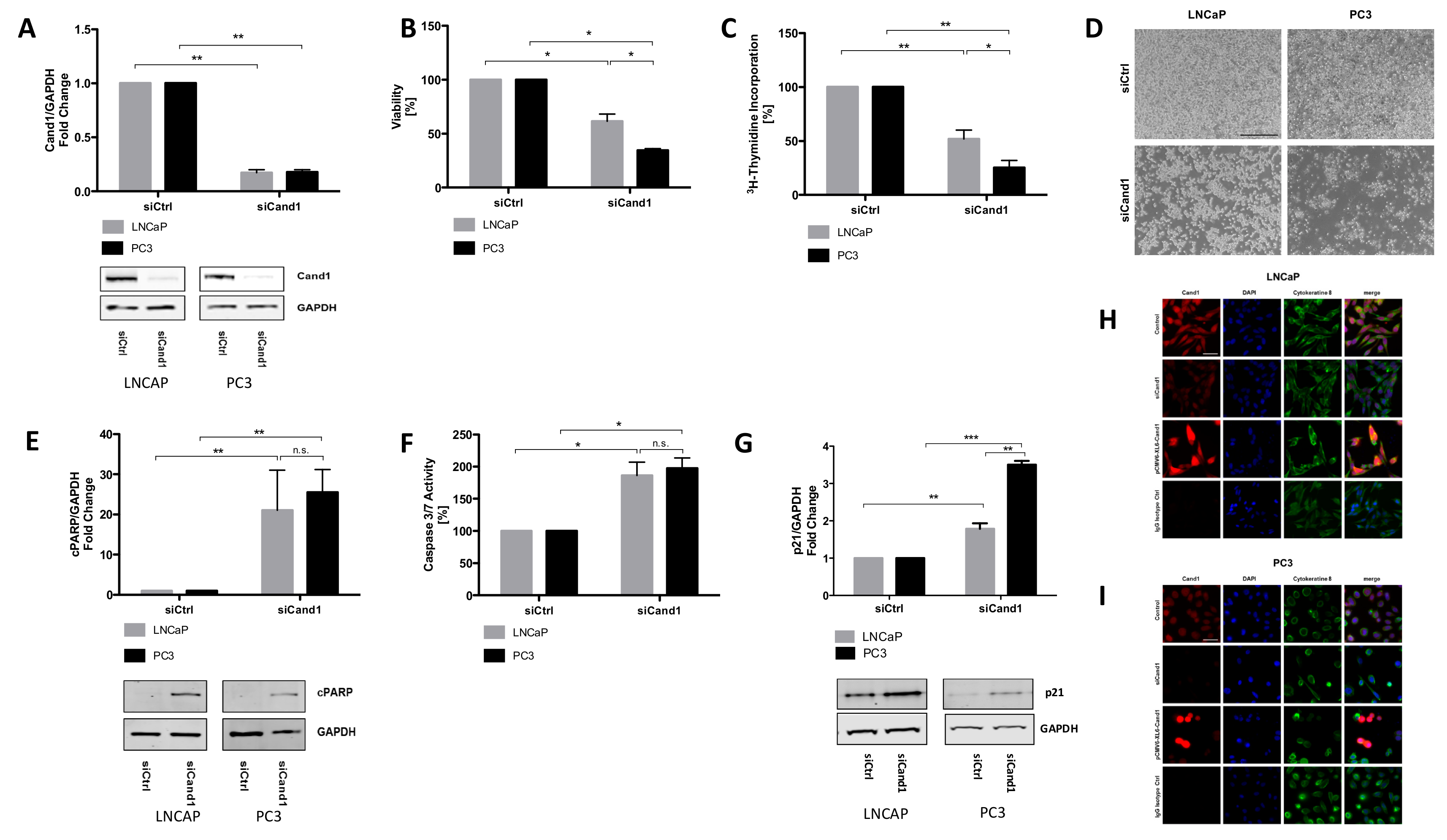 Cancers 12 00428 g002