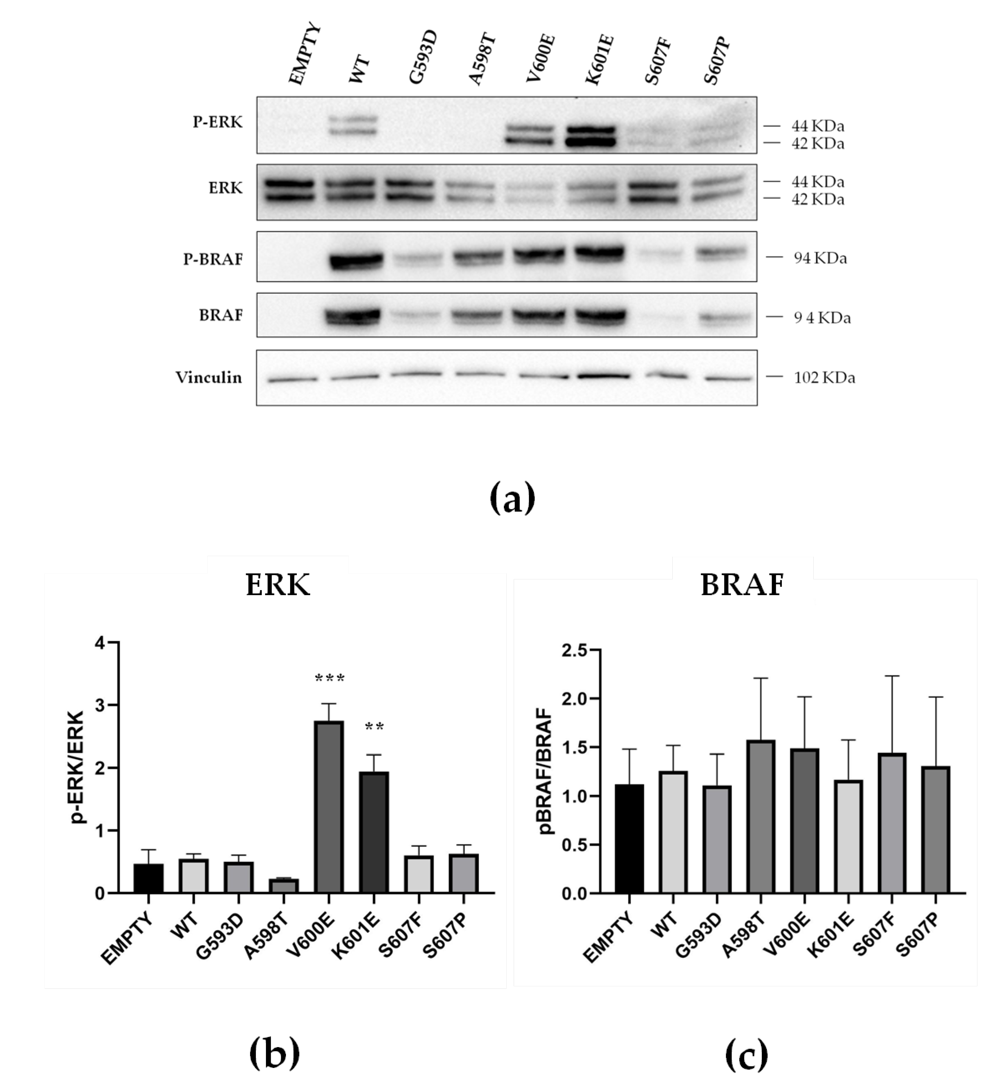 Cancers Free FullText BRAF Exon 15 Mutations in Papillary