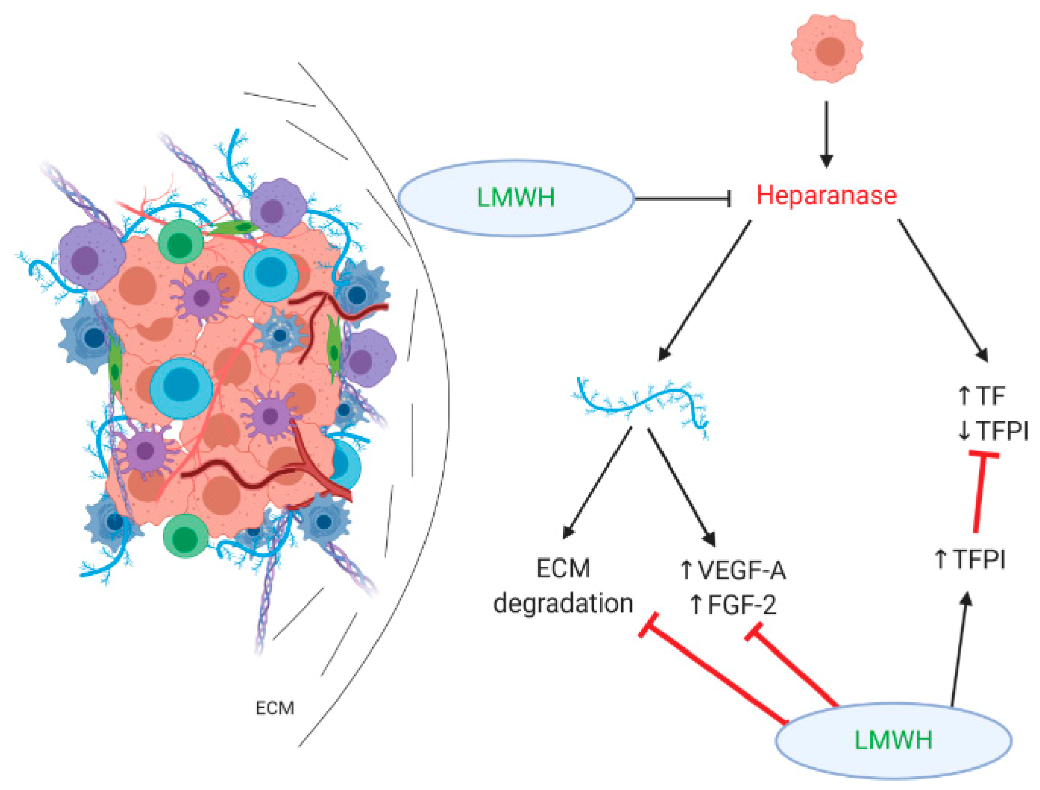 Cancers 12 00432 g002