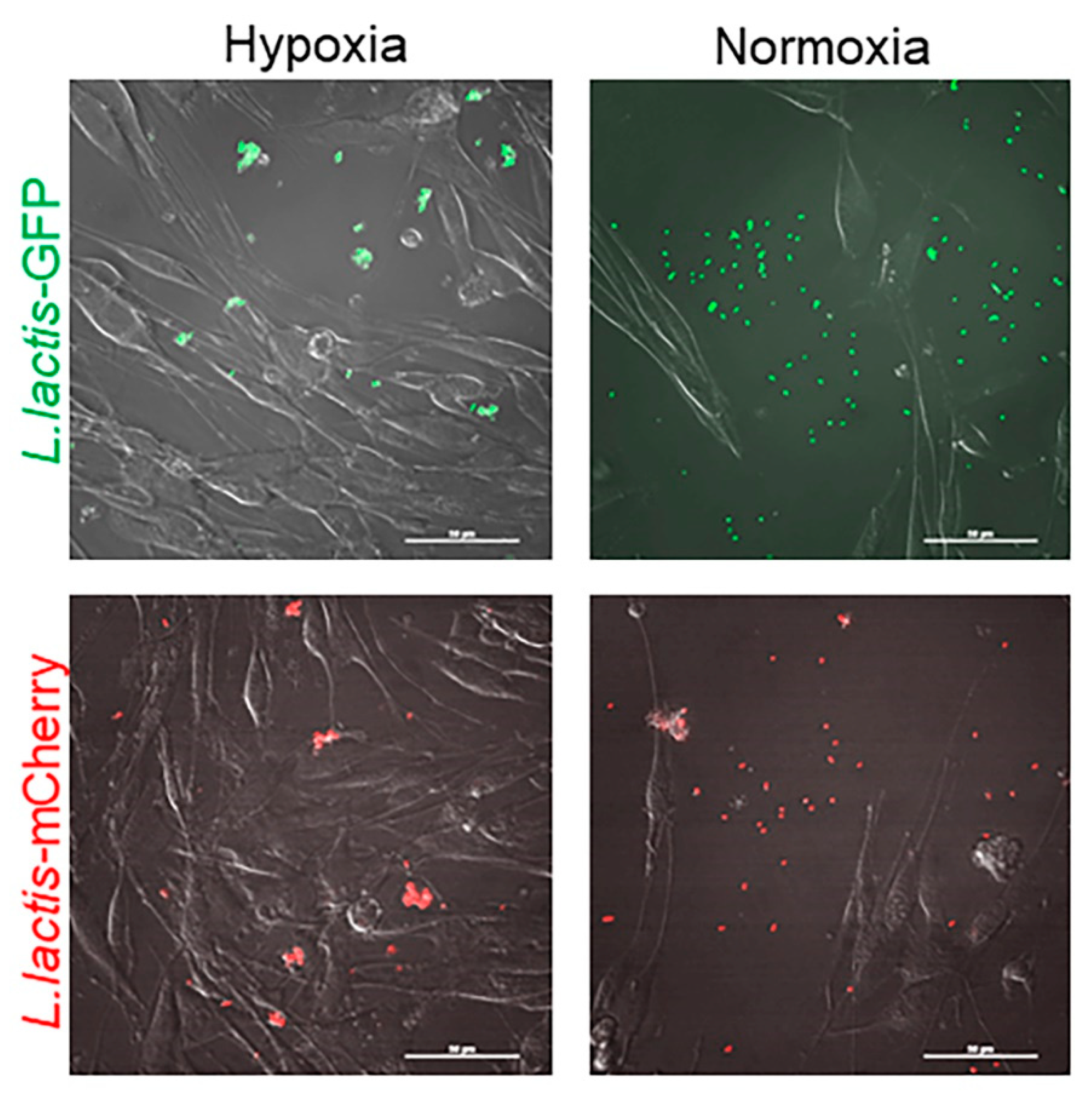 Cancers 12 00438 g003