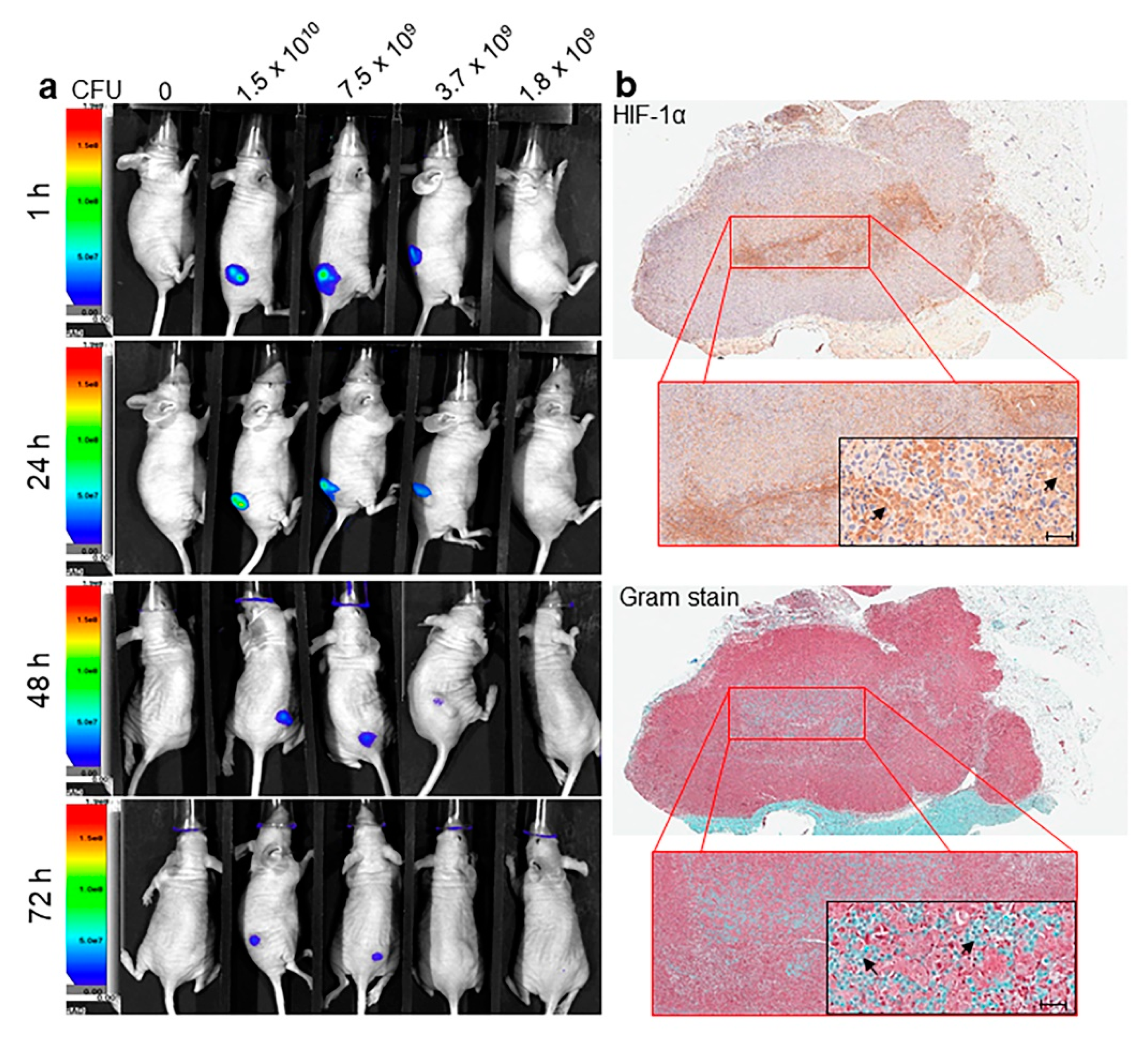 Cancers 12 00438 g004